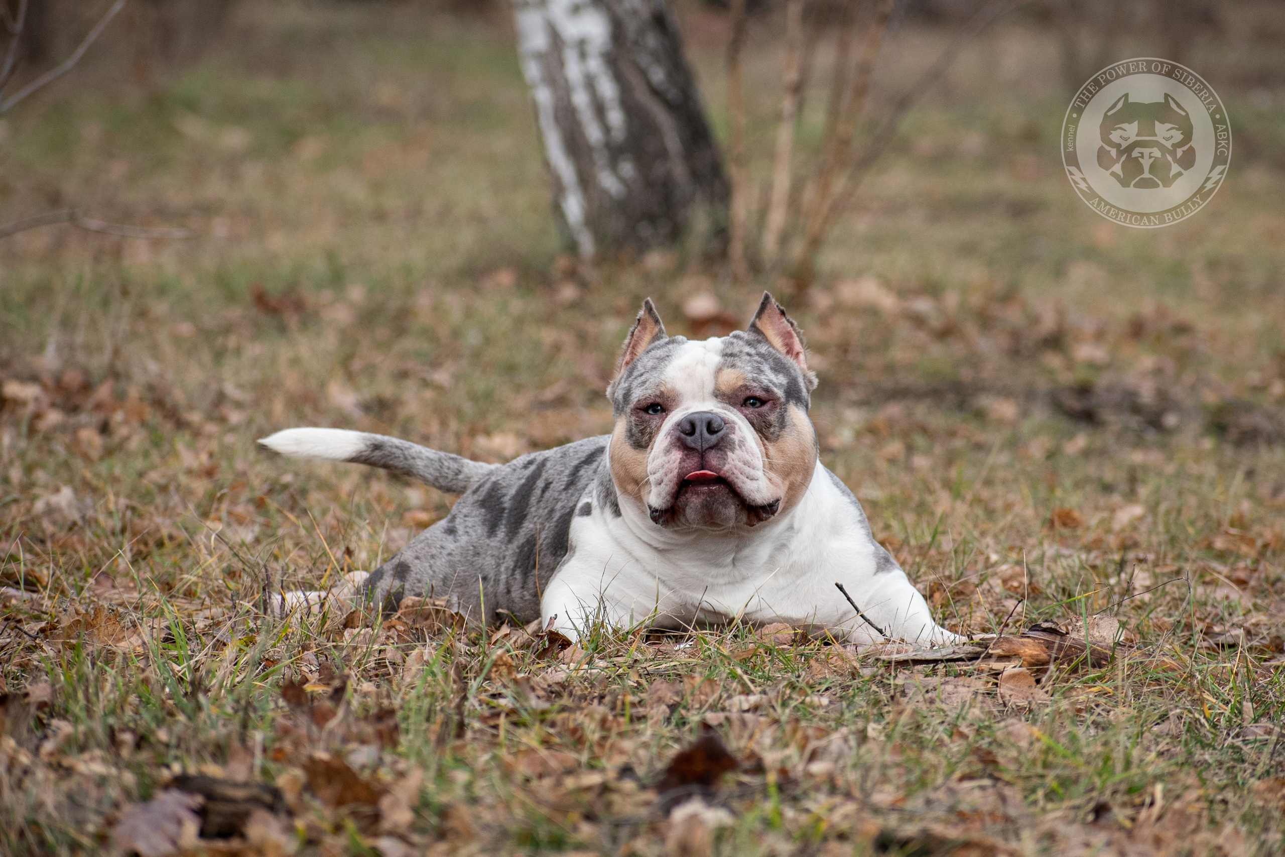 Январские фотографии Каспера (дубль). Американский Булли в г. Ростов-на-Дону. Питомник THE POWER OF SIBERIA
