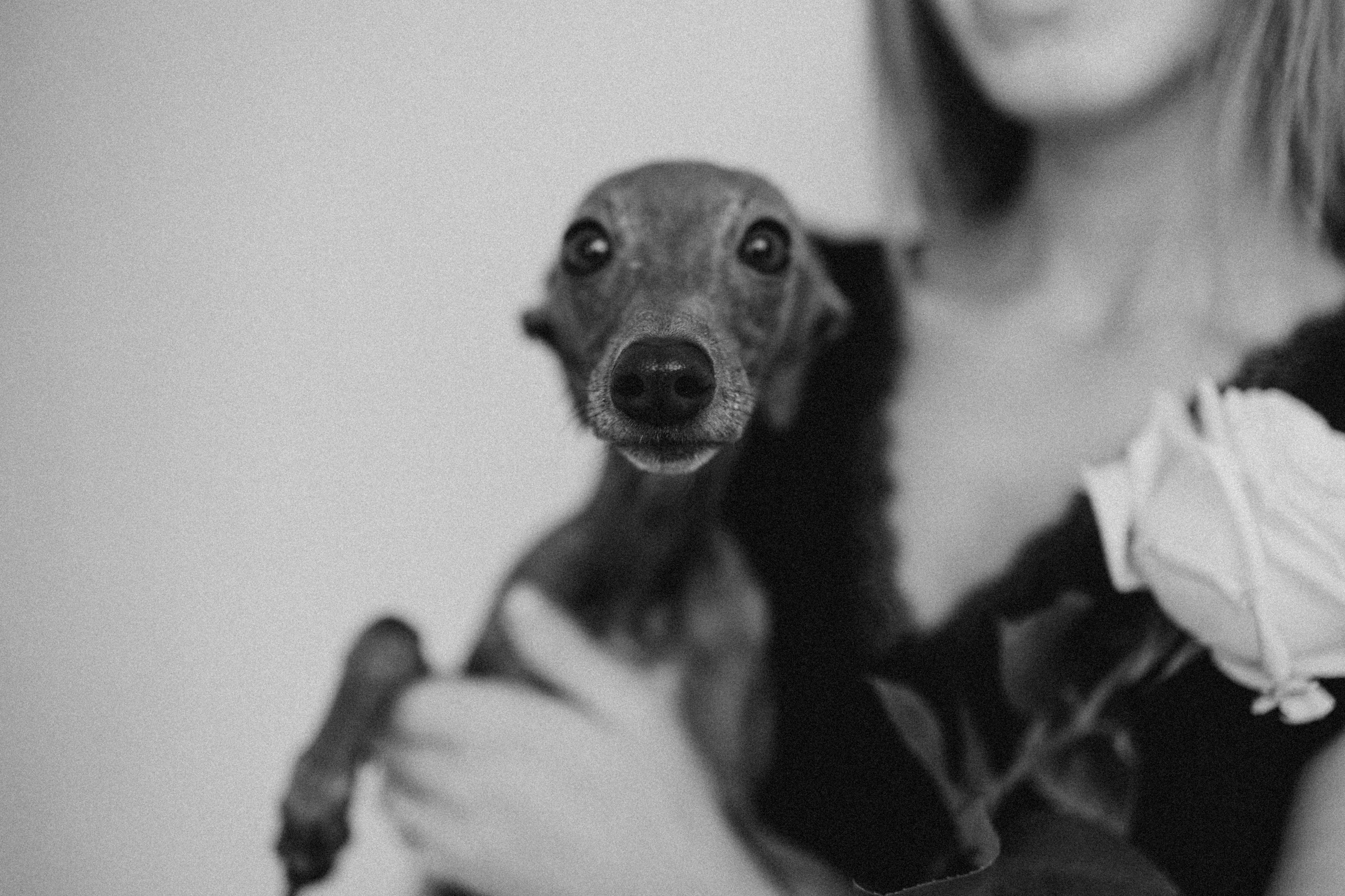 Ксюша и Луна. Фотограф — Анималист | Санкт-Петербург