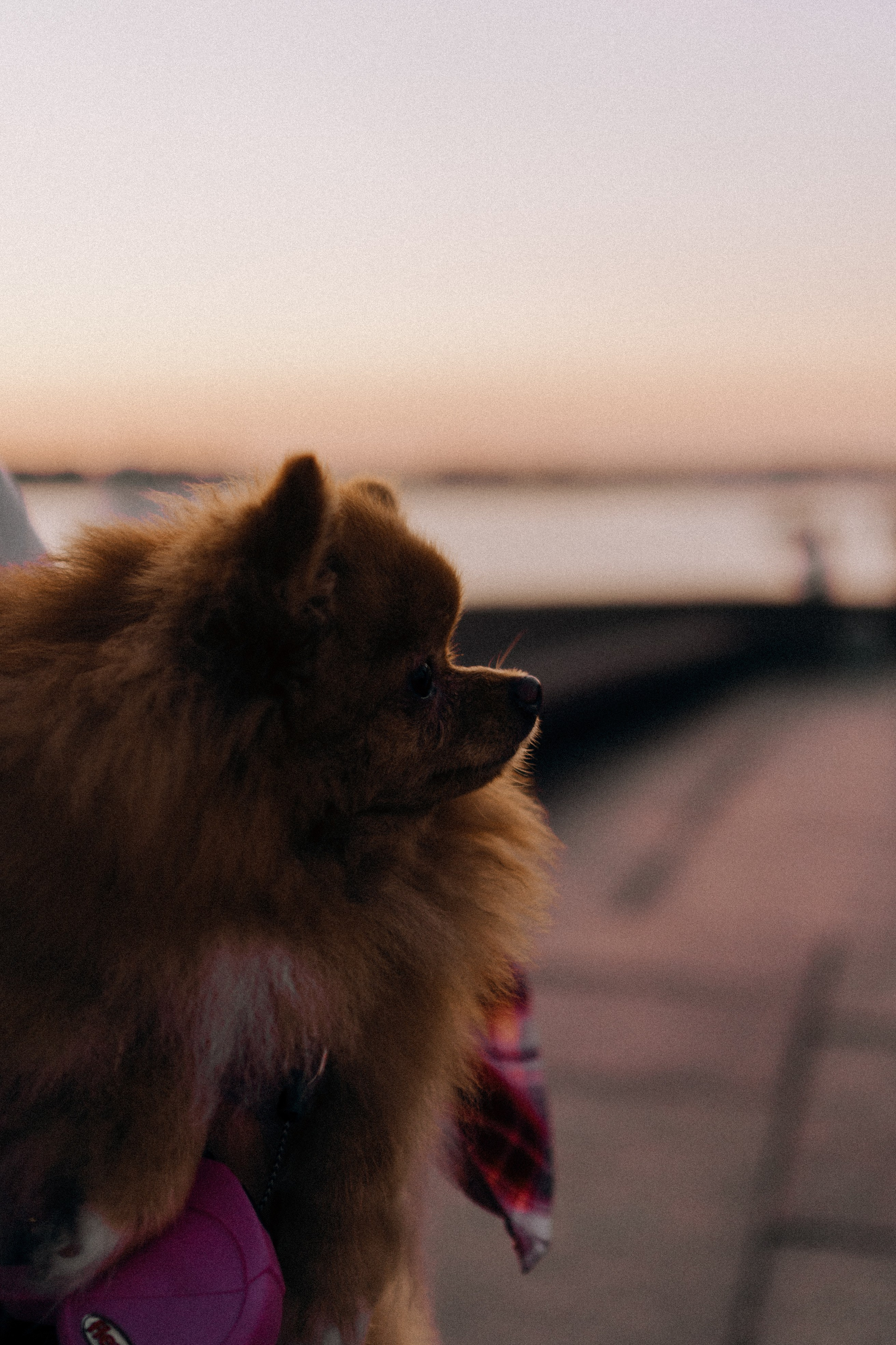 РАССВЕТНАЯ ИСТОРИЯ. Профессиональный фотограф, Санкт-Петербург — Виктория Богомолова