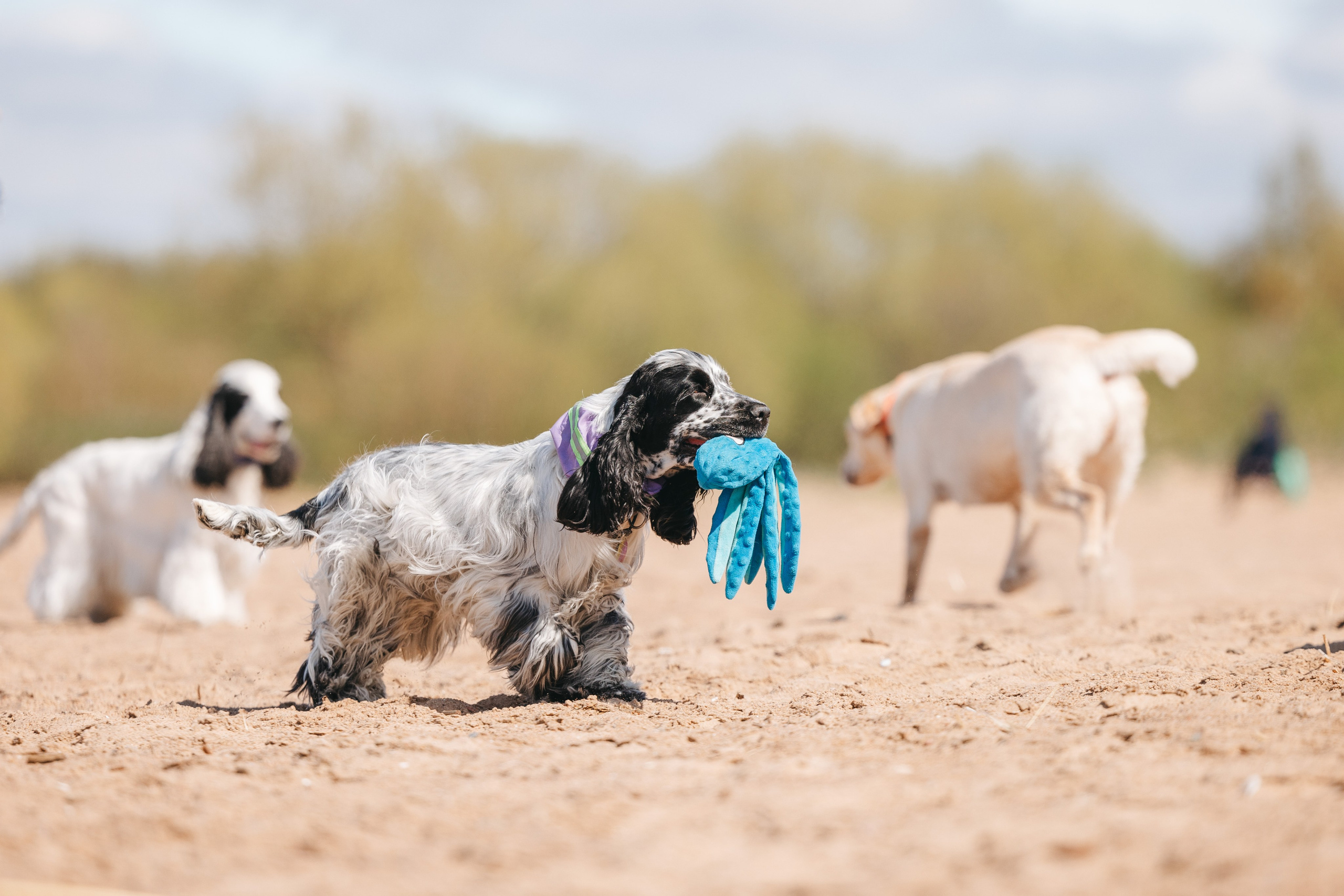Спанимания. Фотограф анималист Осипчикова Мария