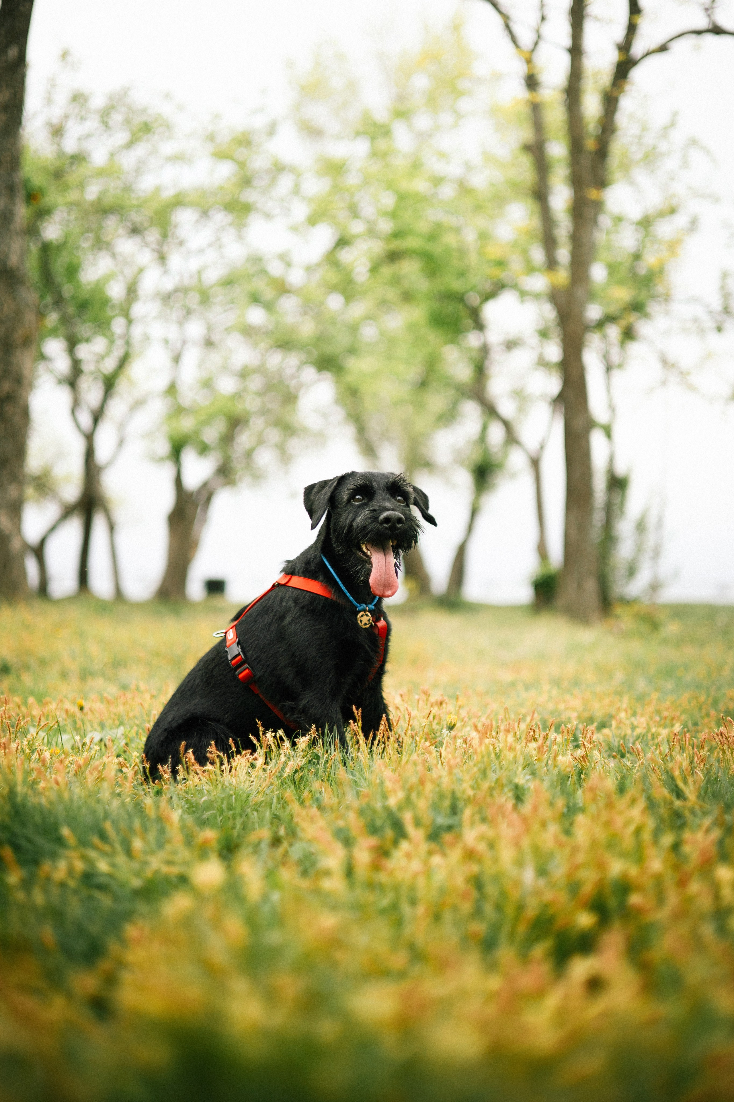 Екатерина и Вольт. Фотограф — анималист Владивосток, Алина