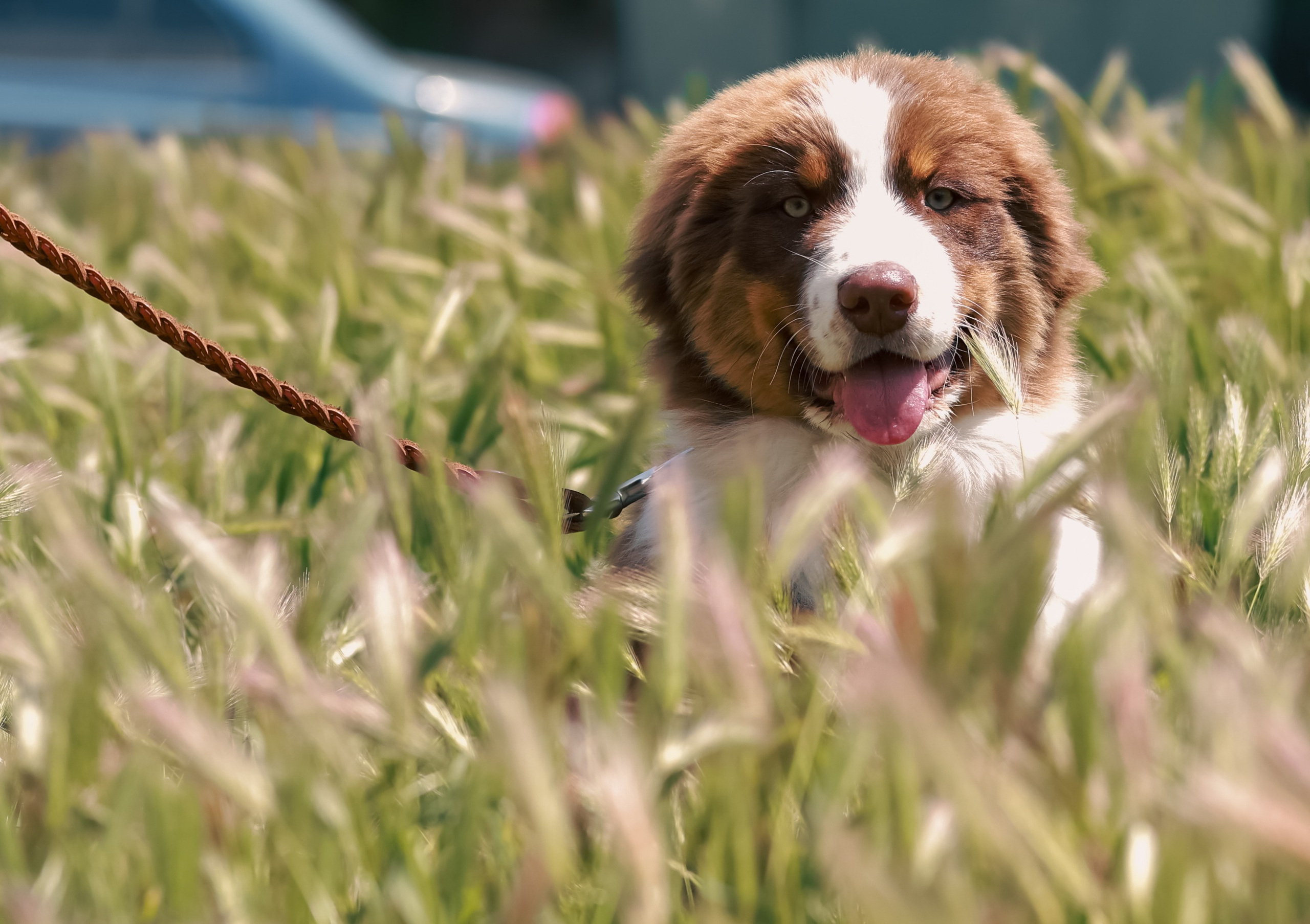 Аусси 1. Фотограф репортажей и стритфотосессий в Москве Людмила Смирнова