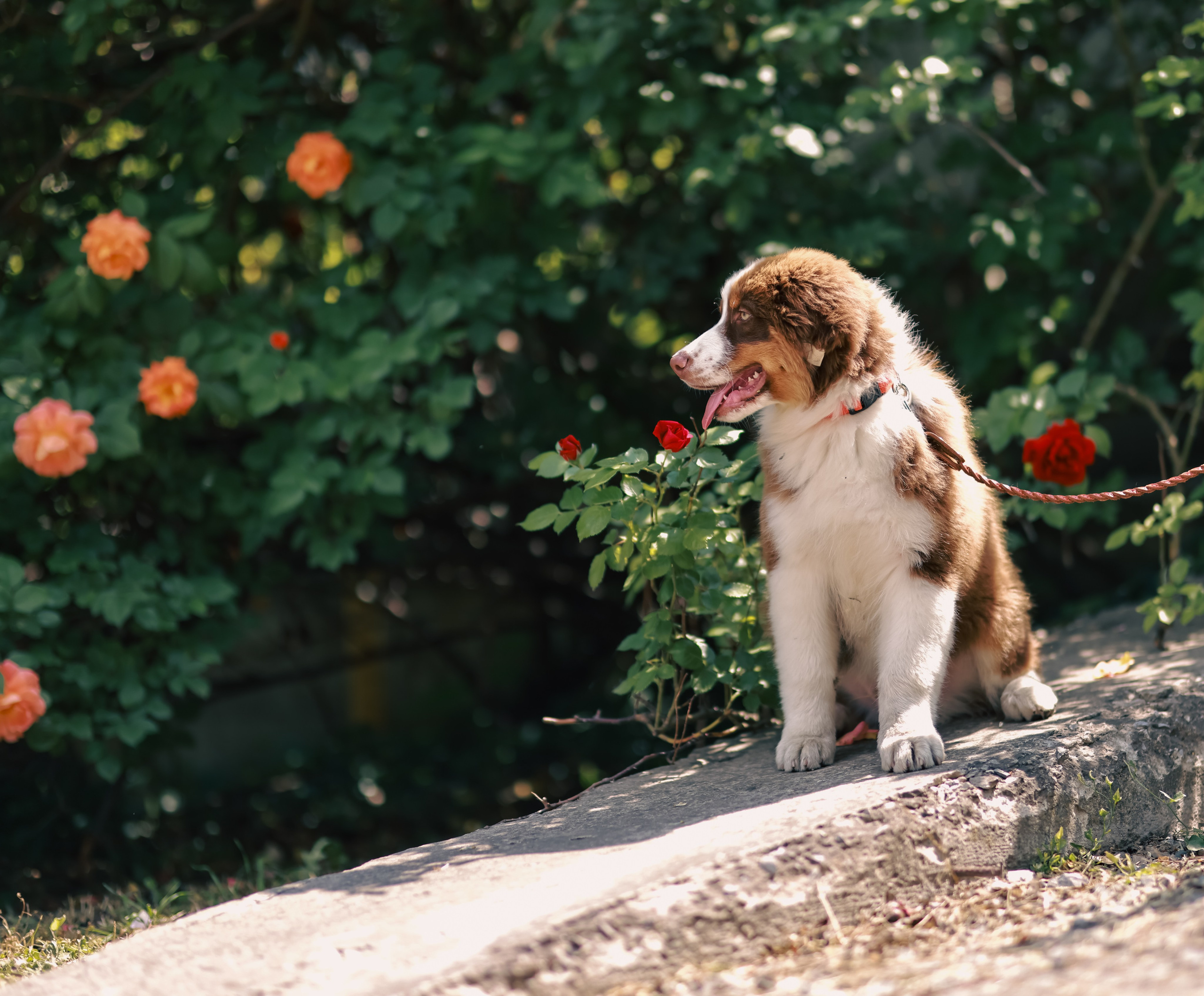 Аусси 1. Фотограф репортажей и стритфотосессий в Москве Людмила Смирнова