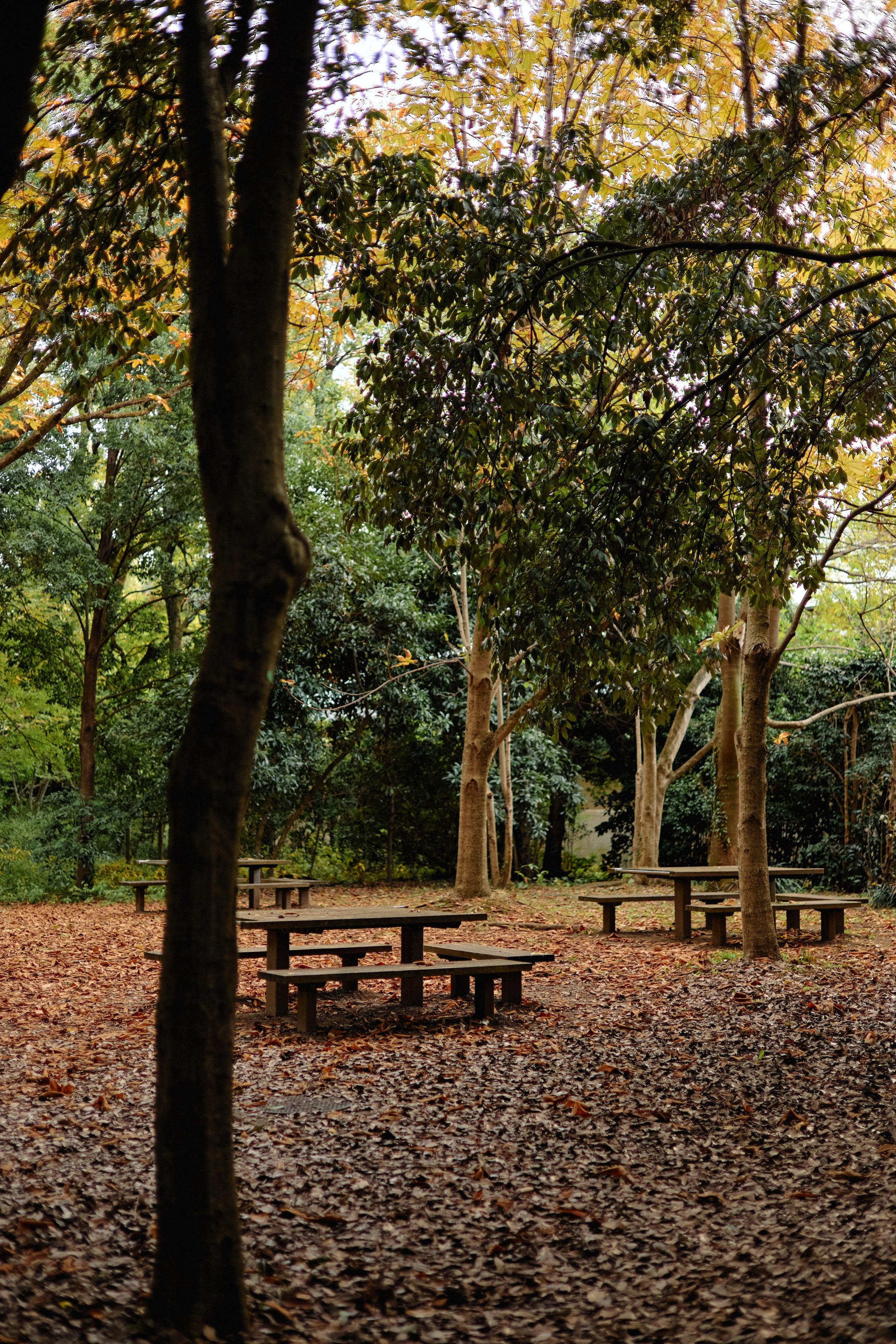 Япония. Профессиональный Фотограф во Владимире, в Москве и в Суздале — Полина Романычева