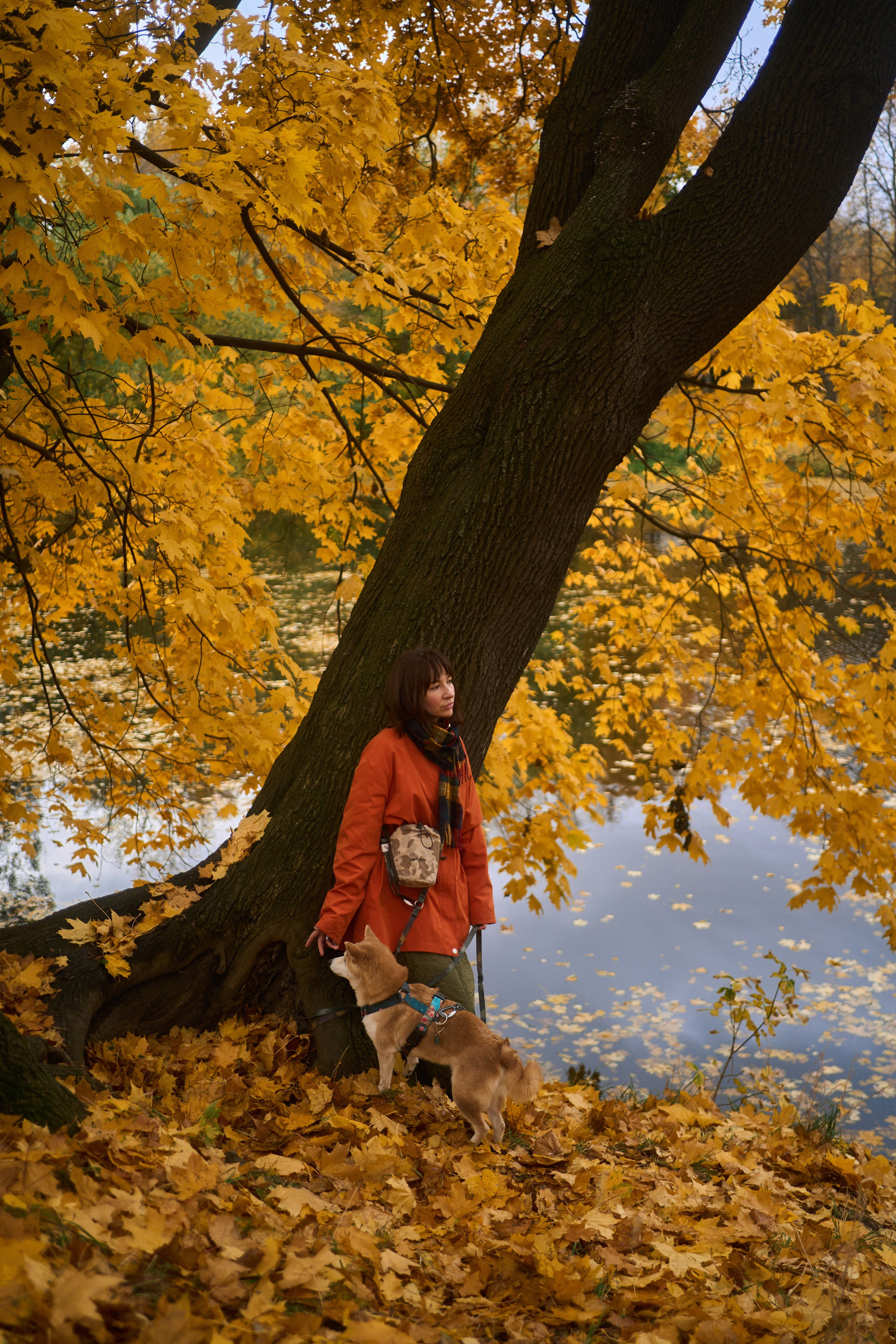 Осенние Уши. Фотограф анималист Москва Дарья