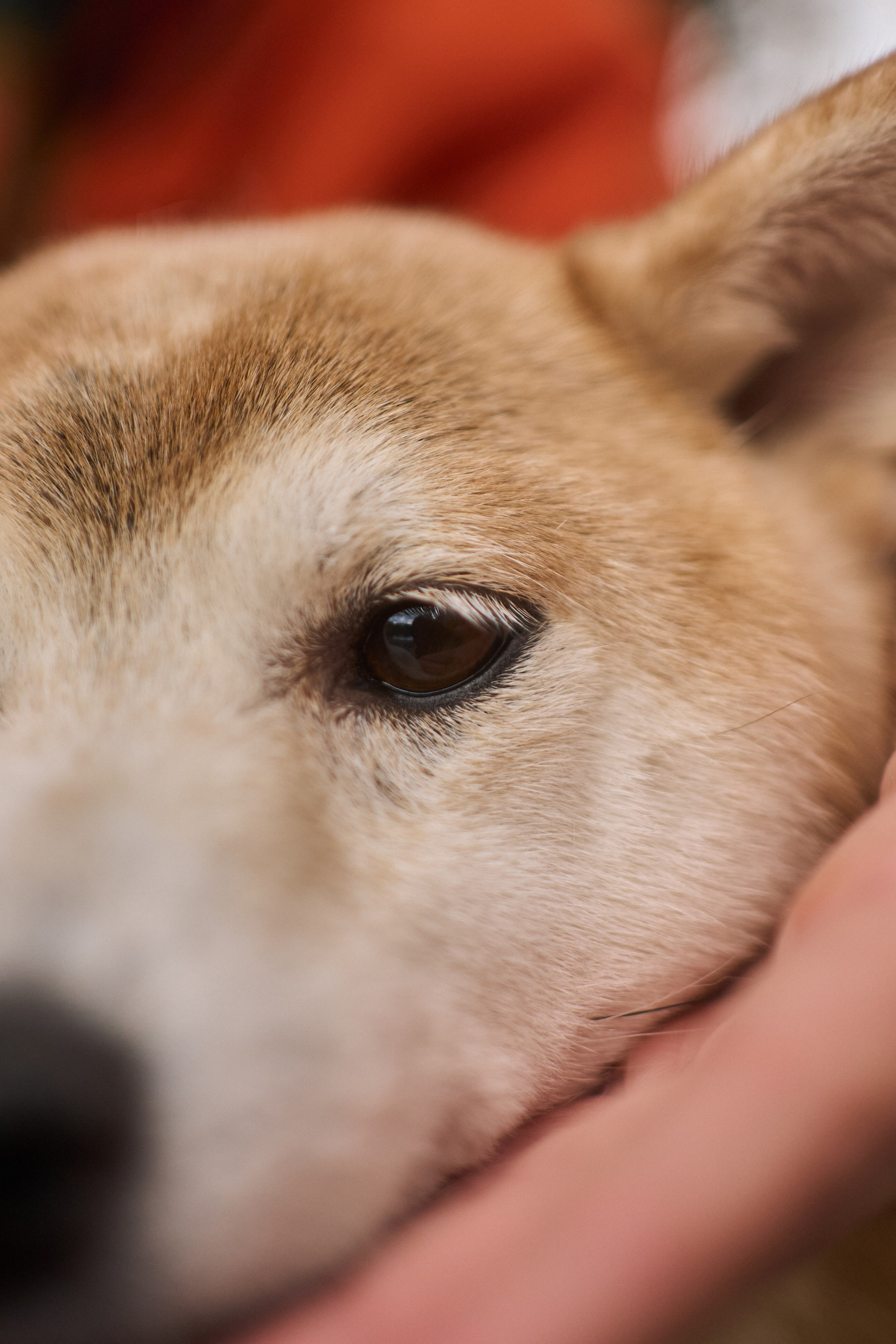 Осенние Уши. Фотограф анималист Москва Дарья