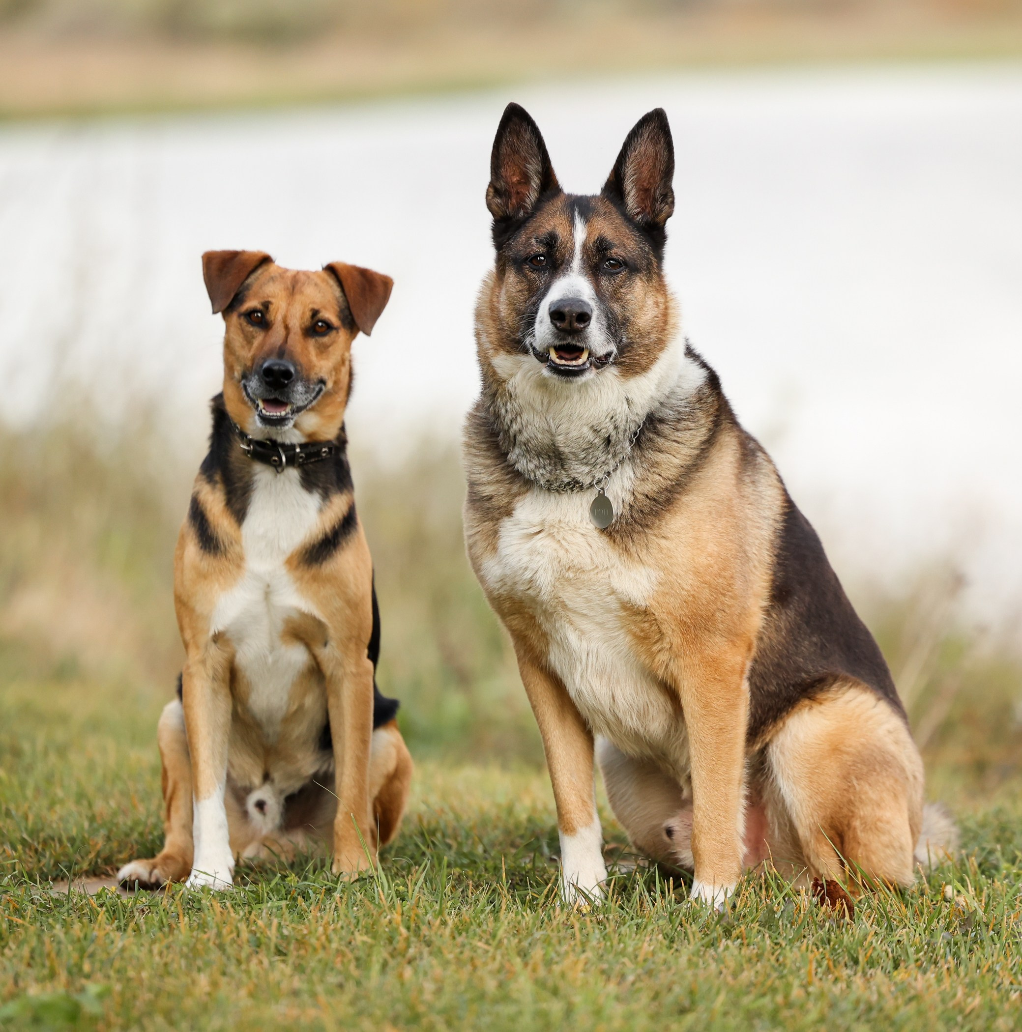 Прогулка на природе. Фотограф-анималист Полина Колкова | Москва