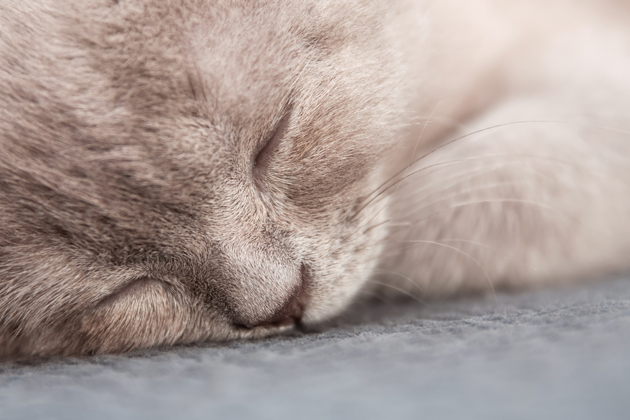 Профессиональная фотосъёмка домашних животных в Донецке, Макеевке. Фотограф Татаринов Андрей (Донецк / Макеевка)