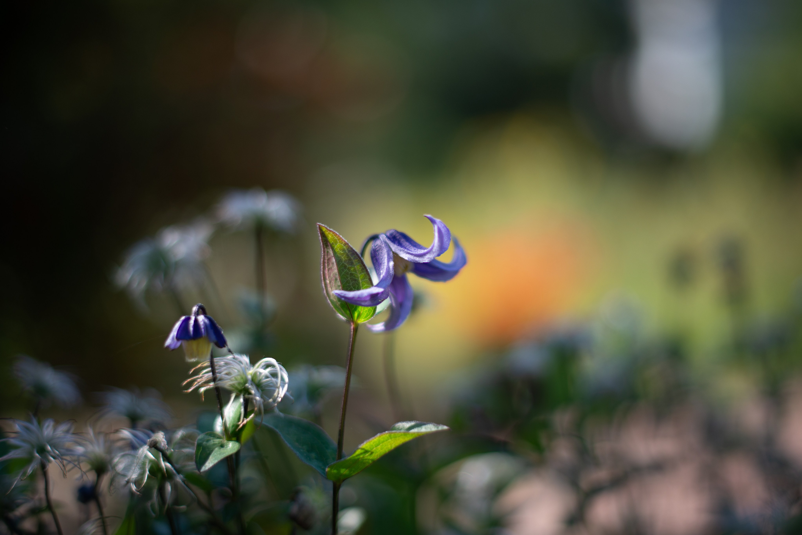 Цветы сада МГУ. Victoria Radjevna Репортажный Фотограф — Видеограф Москва • Санкт-Петербург