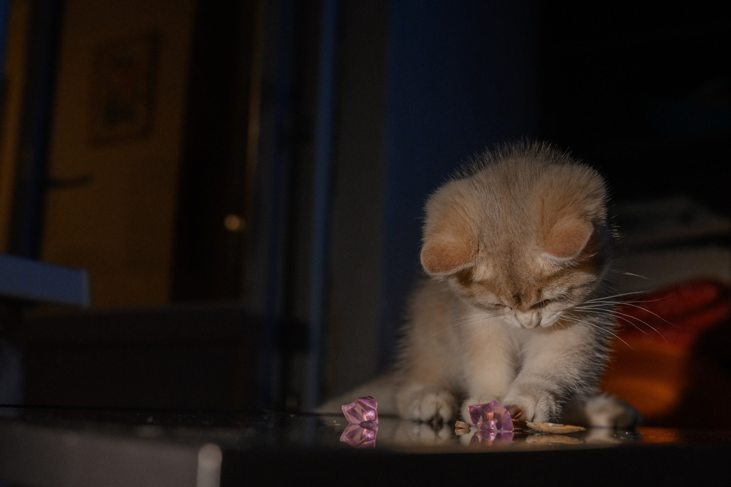 Питомник котят. Семейный фотограф и анималист в Москве и Московской области