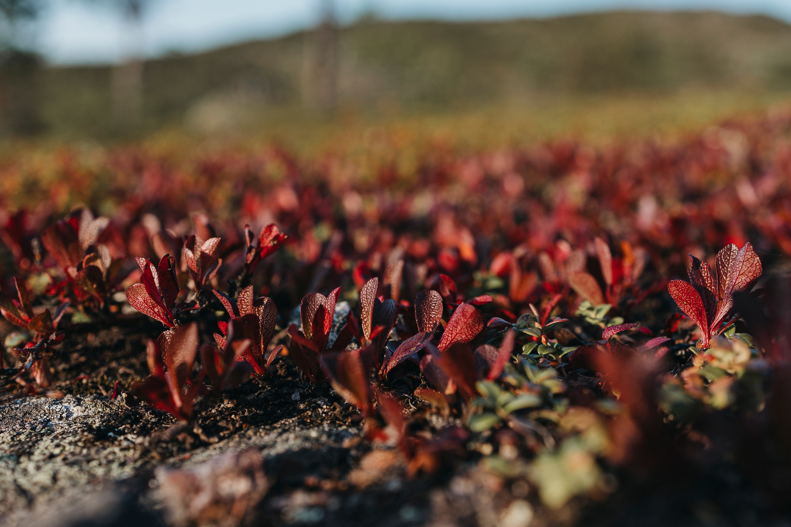 Горы. Фотограф-анималист Анна Маринич