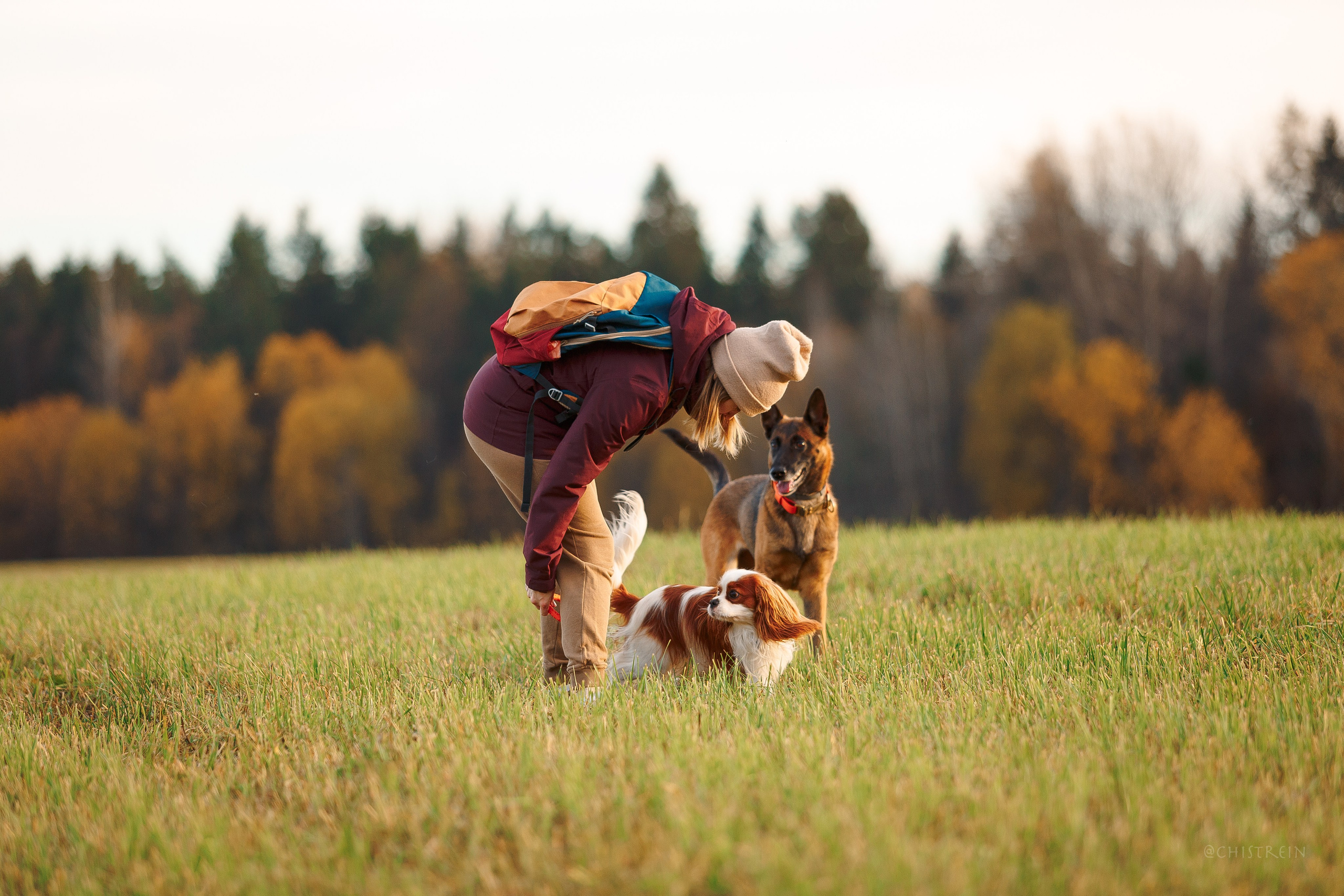 Октябрьский закат в полях. Алина и Лео. Фотограф-анималист Наталия Чистюхина в г. Сосновый Бор и ЛО