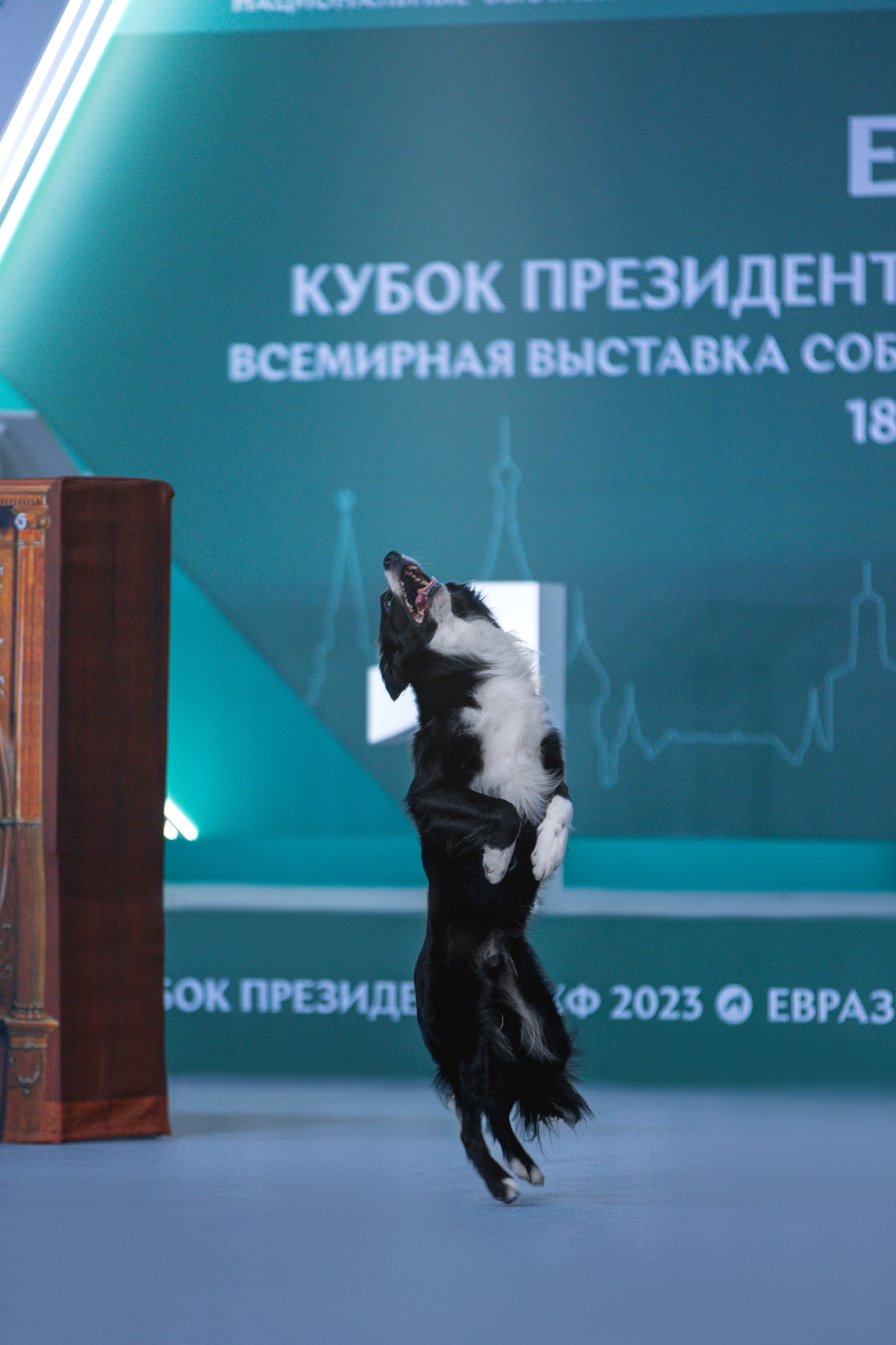 Евразия 2023. Фотограф анималист в Москве Майорова Евгения