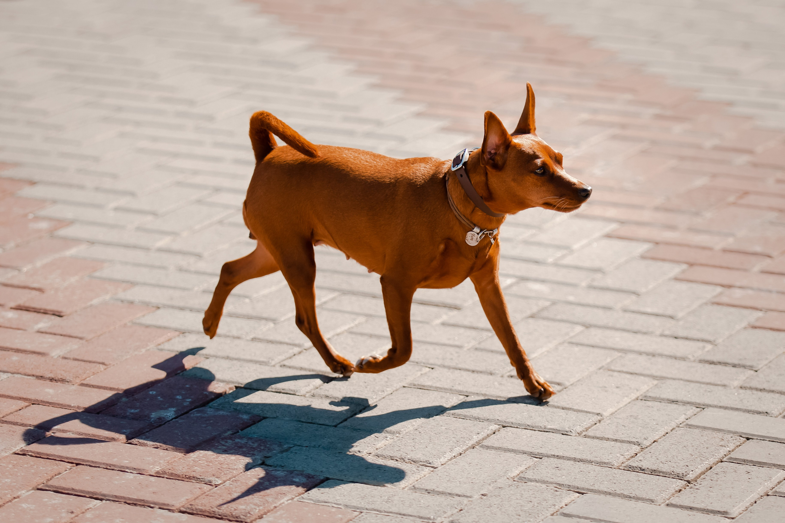 Цвергпинчер в Геленджике. Фотограф-анималист в Краснодаре Маша Мельникова