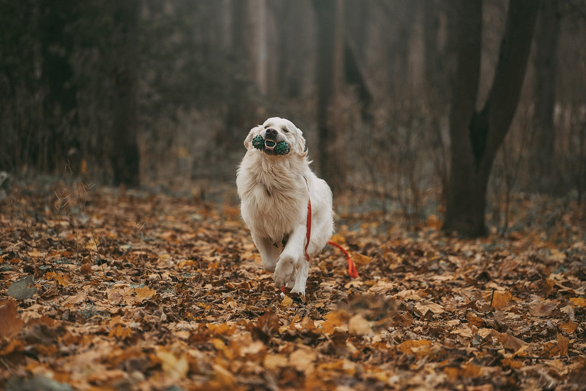 Лена и Мерлин. Фотограф анималист в Москве и Санкт-Петербурге Свиридова Анна
