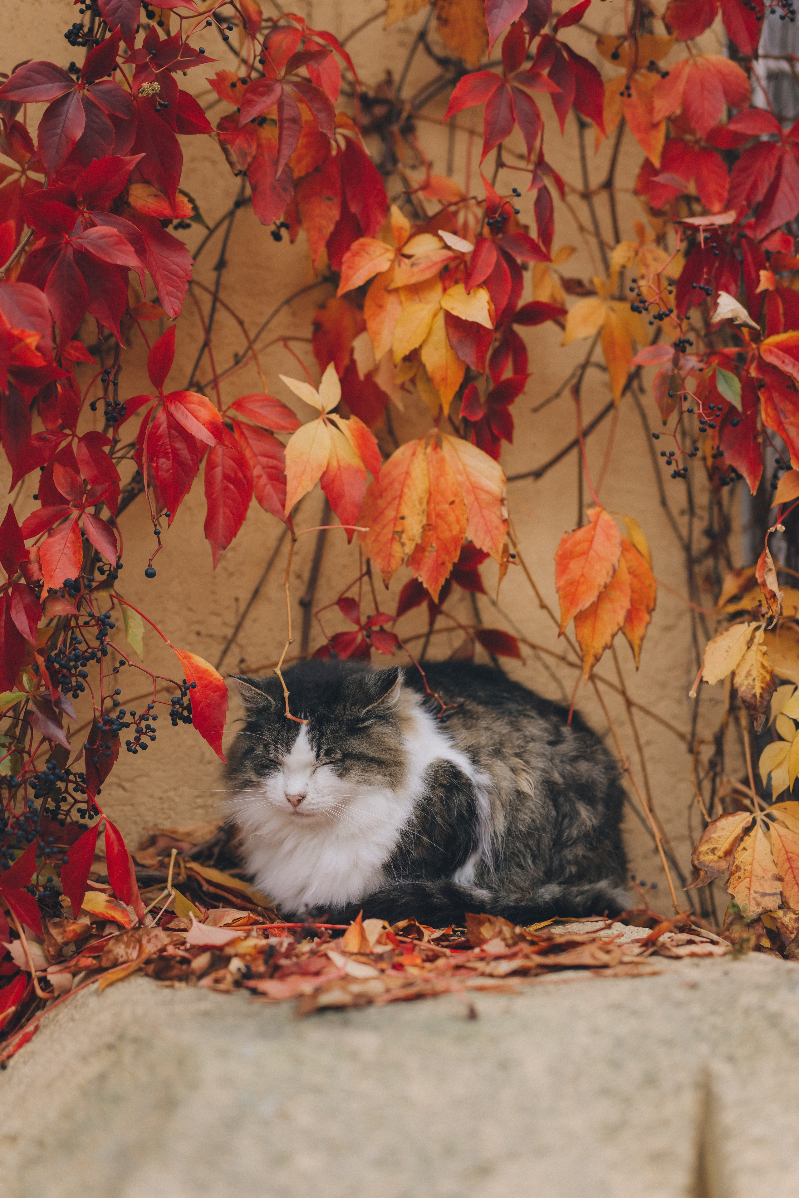 Мурчащий город. Фотограф Зеленоградск Красильникова Елена