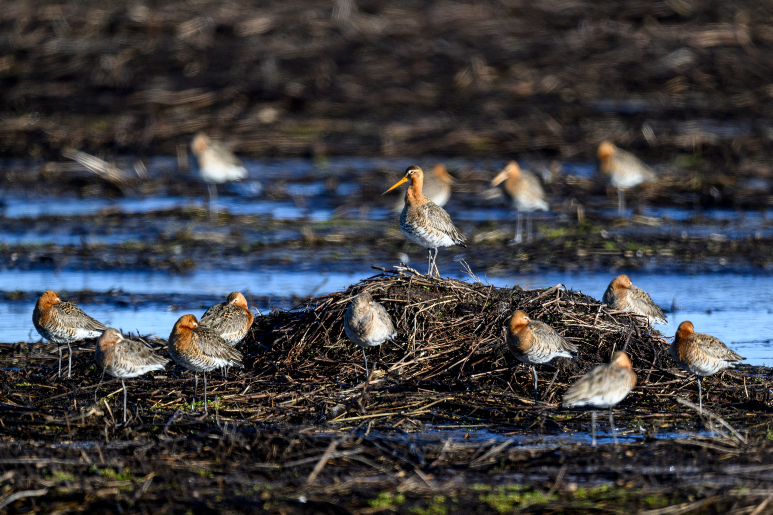 Большой веретенник. Фотограф Сергей Пупонин