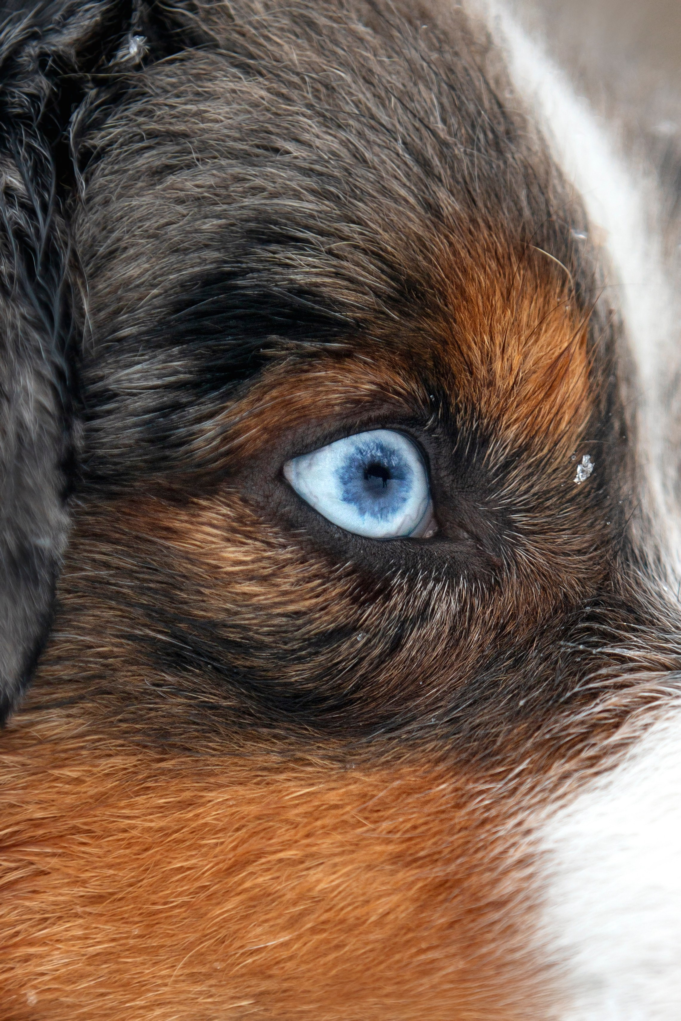 Дария, Макс, Сезам и Чили. Фотограф анималист в Москве Майорова Евгения