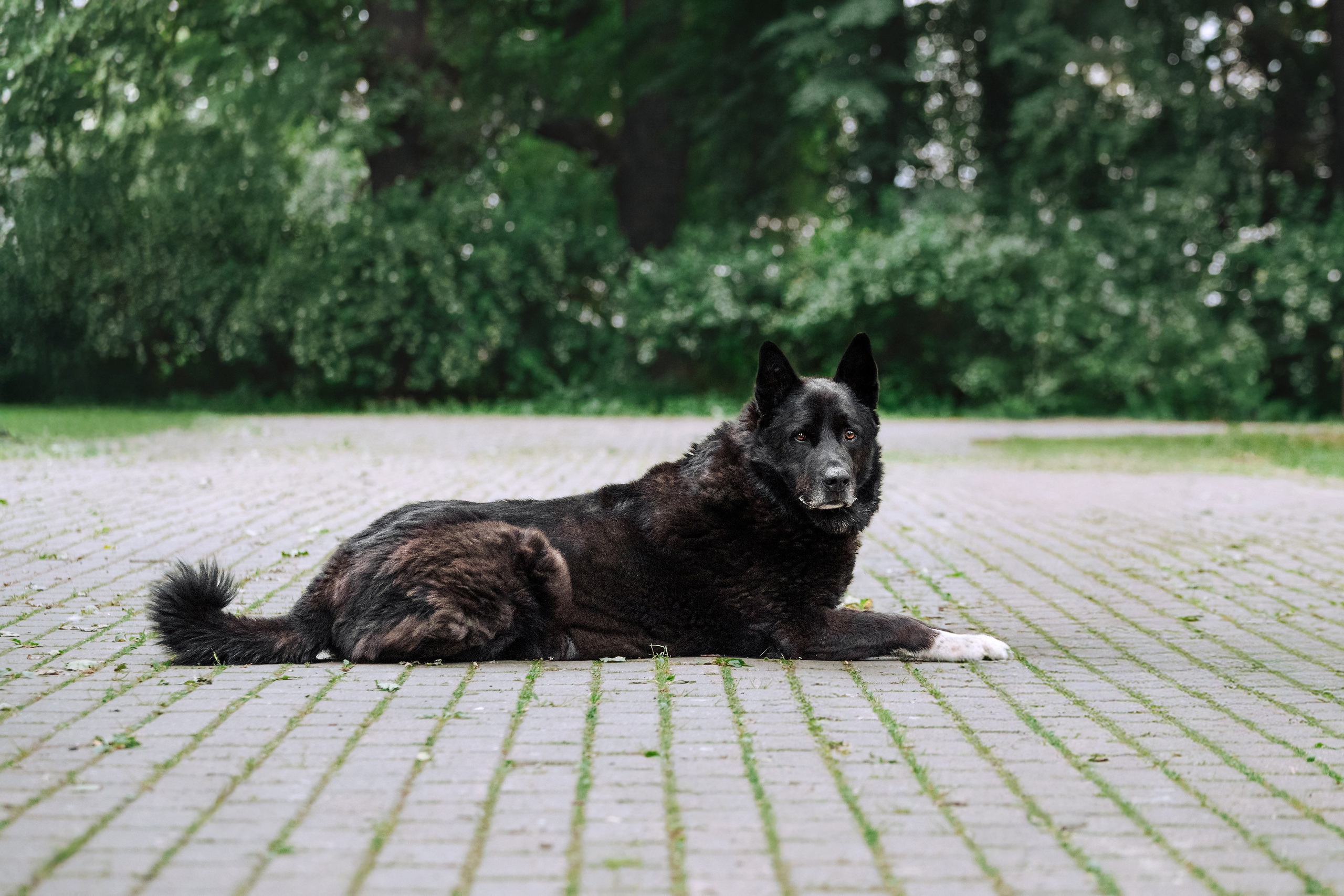 Собаки из приюта Дубовая роща лето 2025. Фотограф-анималист Татьяна Степанова