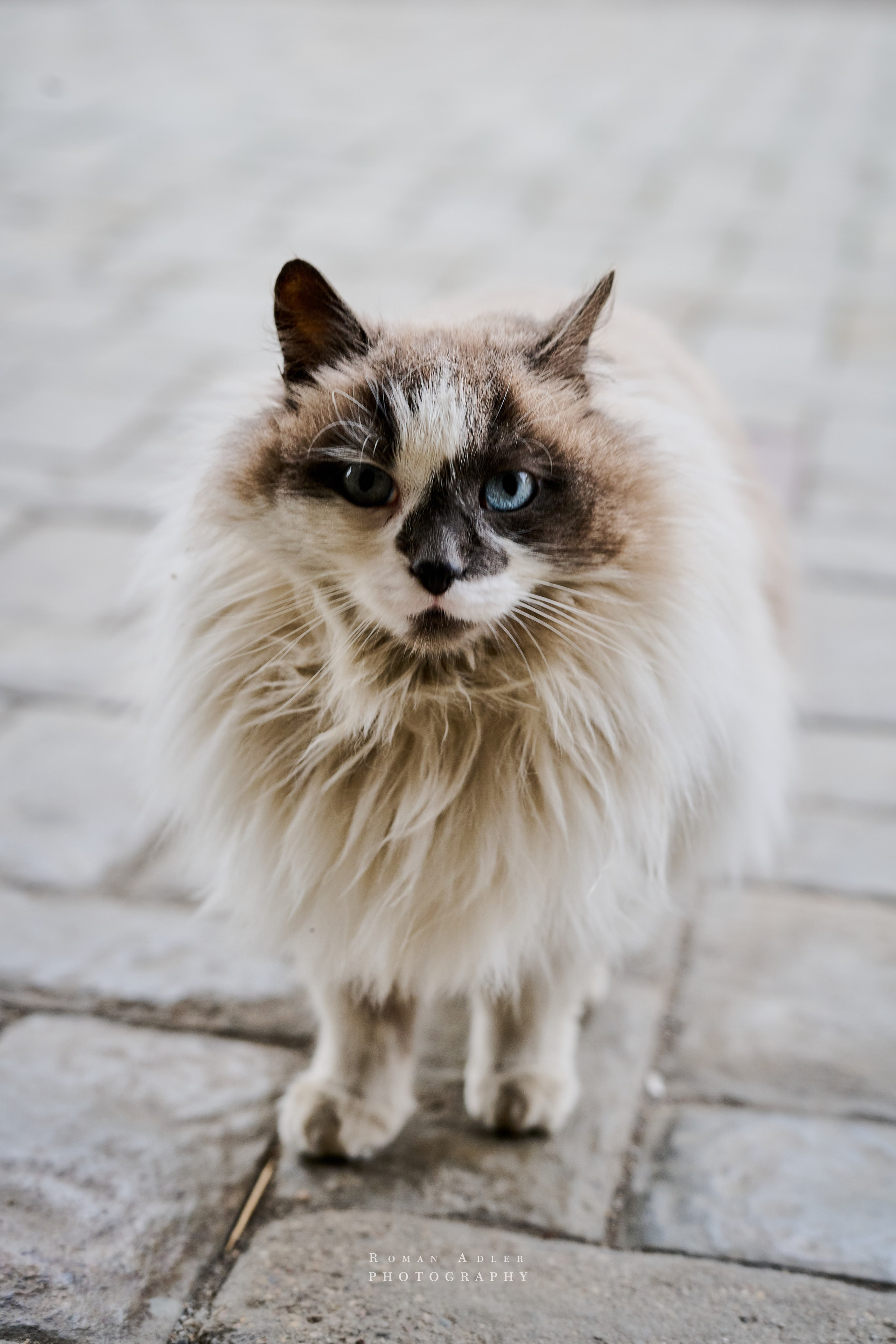 Золотая Неделя Моды. Фотограф Роман Адлер