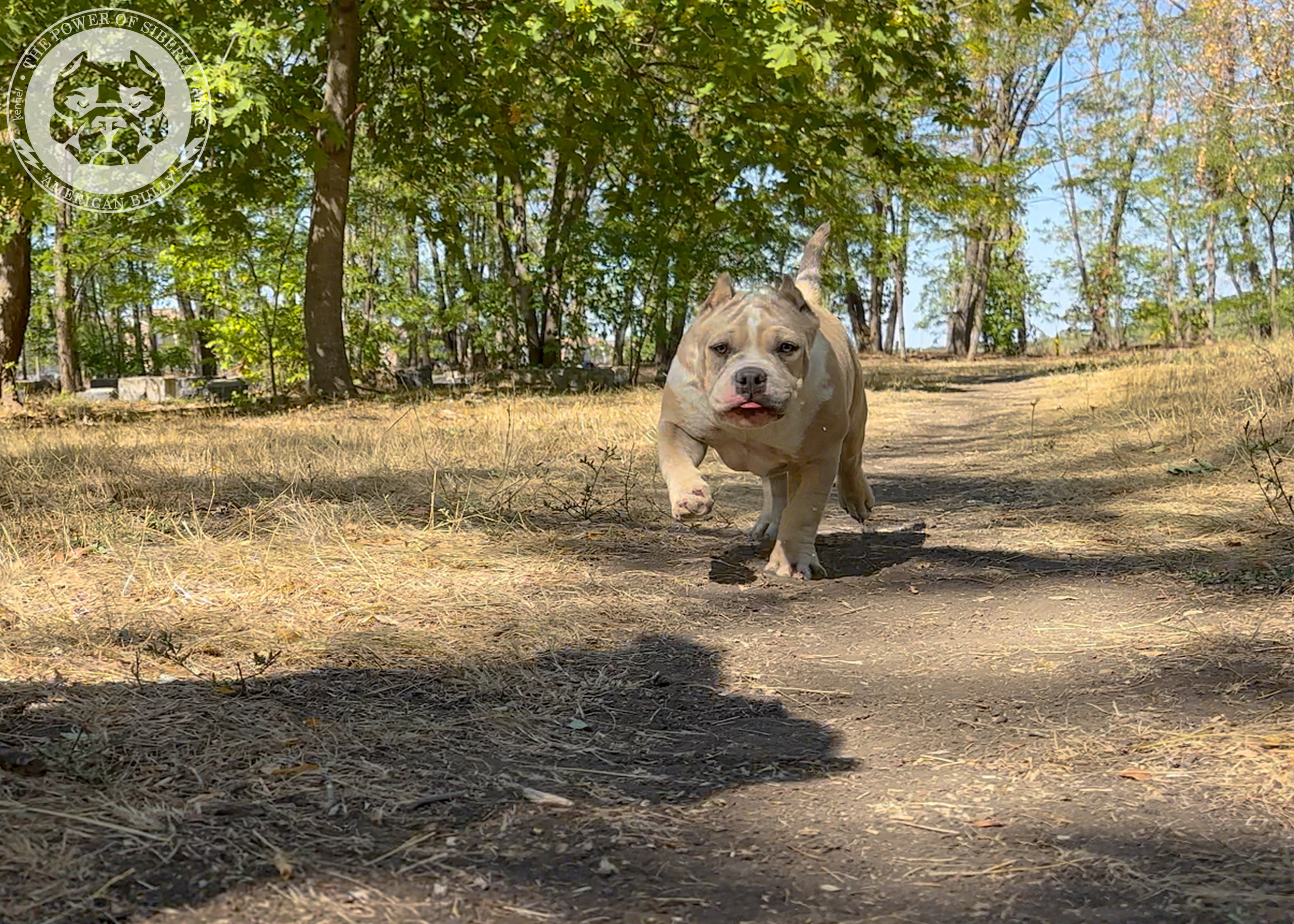 Помет Каспер и Тагира. 21.04.25. Американский Булли в г. Ростов-на-Дону. Питомник THE POWER OF SIBERIA