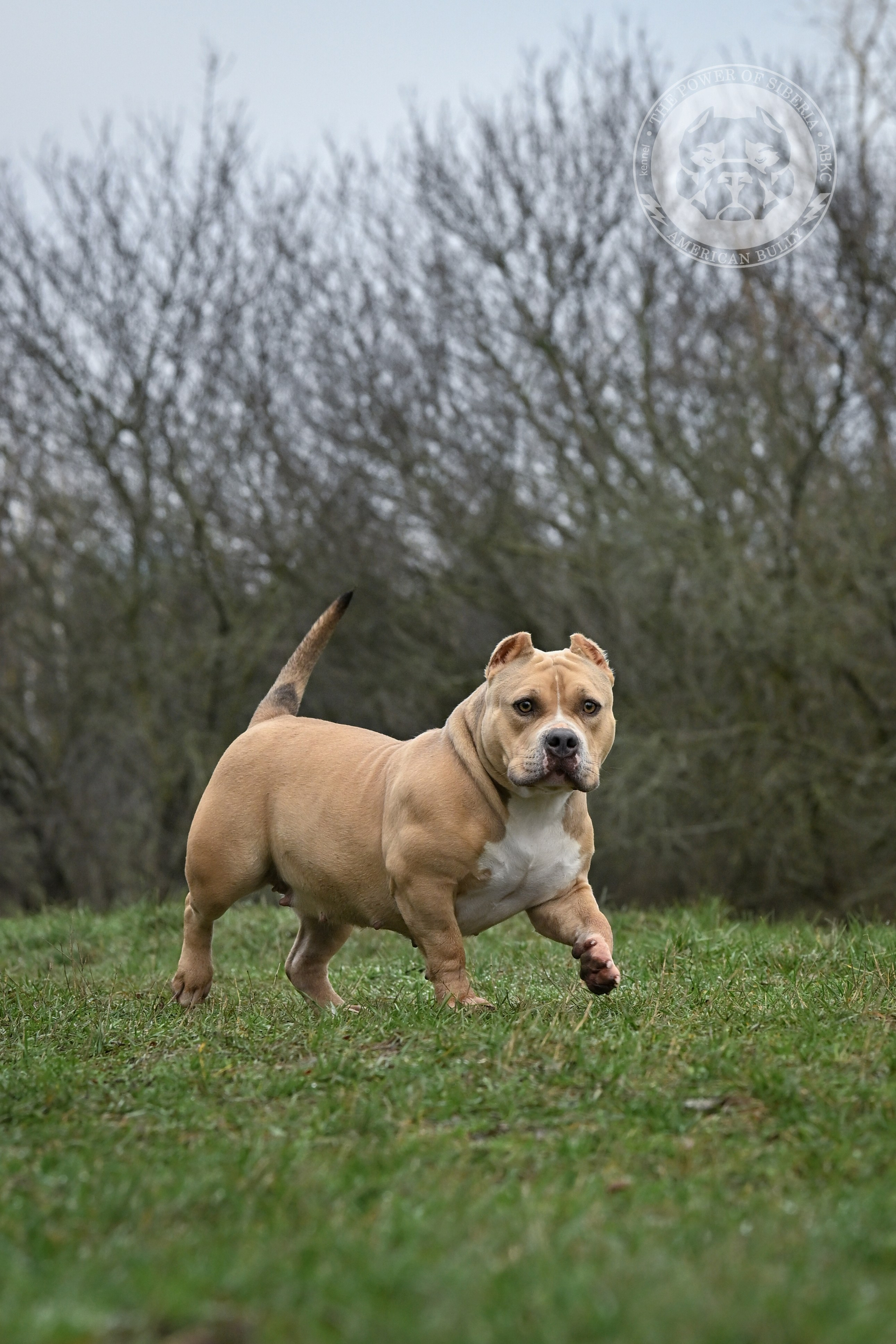 Страница Терри. Американский Булли в г. Ростов-на-Дону. Питомник THE POWER OF SIBERIA