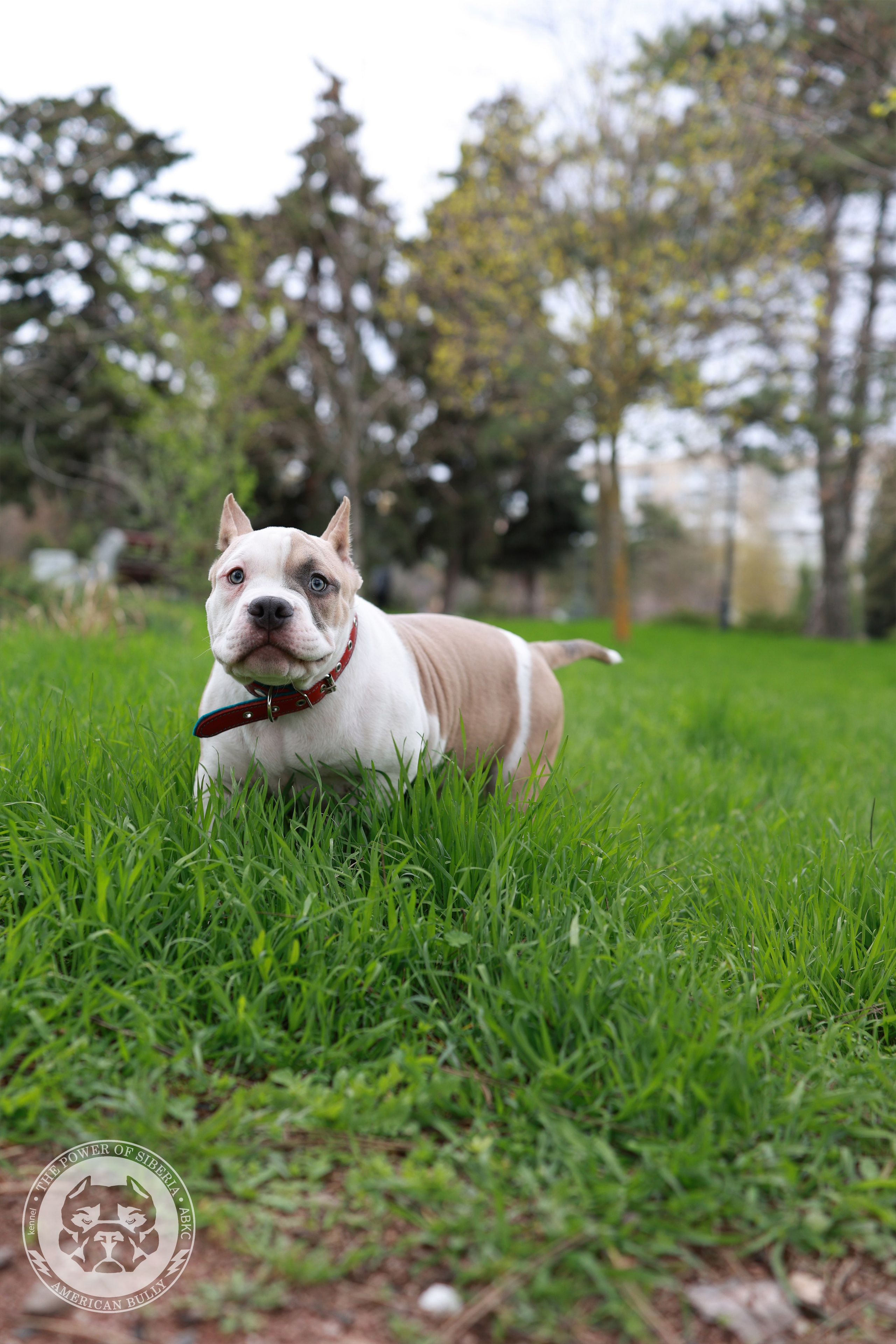 Свободные щенки Американский Булли, в типах покет, классик, стандарт. Американский Булли в г. Ростов-на-Дону. Питомник THE POWER OF SIBERIA