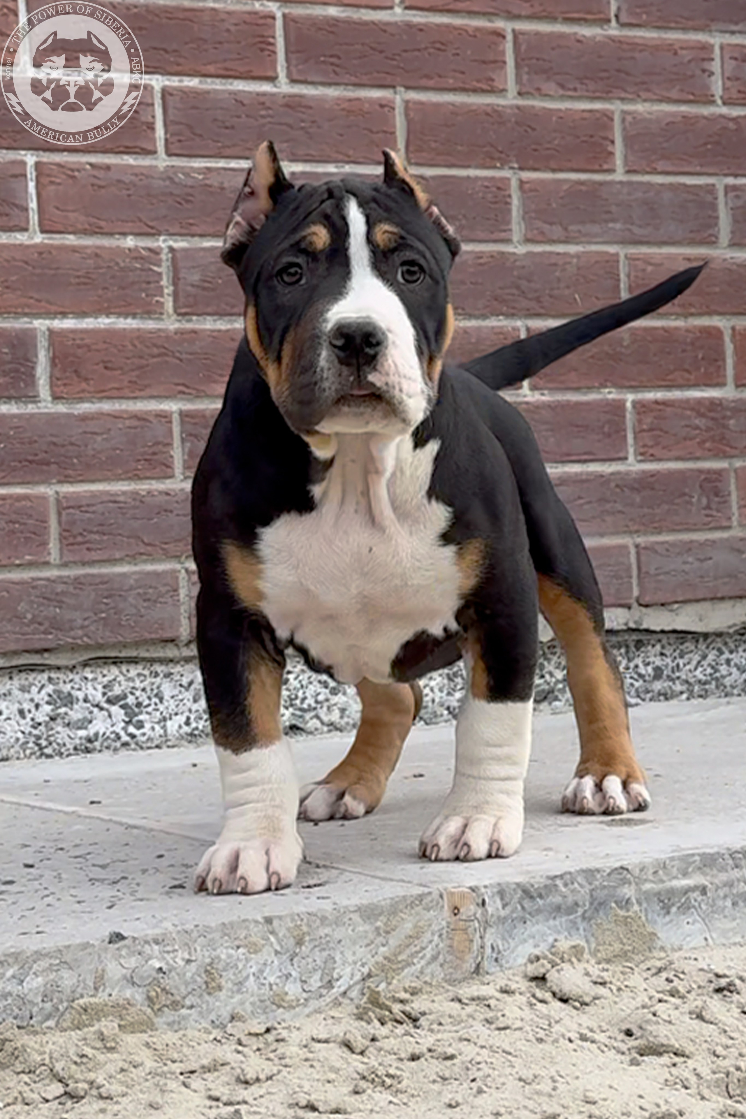 Свободные щенки Американский Булли, в типах покет, классик, стандарт. Американский Булли в г. Ростов-на-Дону. Питомник THE POWER OF SIBERIA