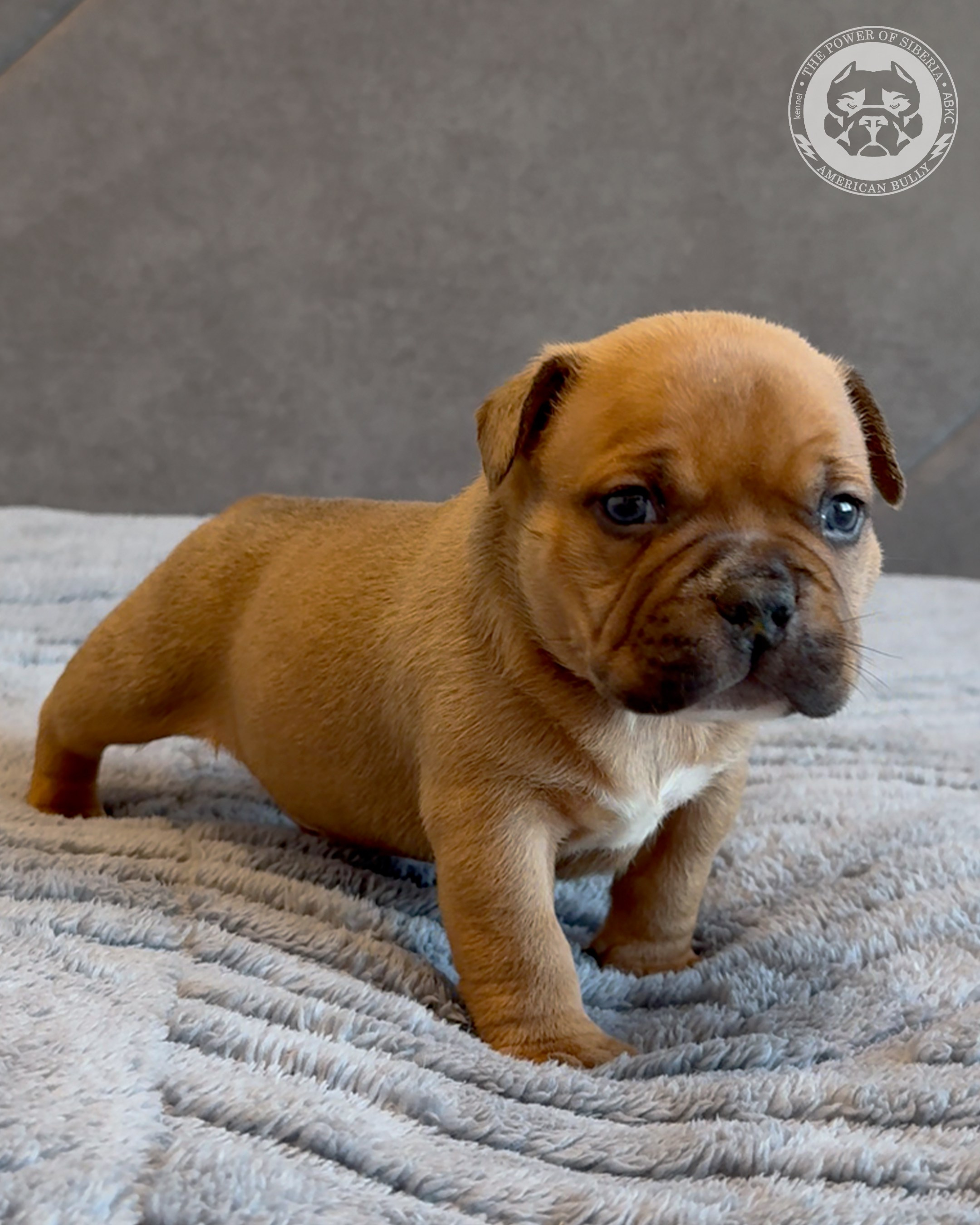 Свободные щенки Американский Булли, в типах покет, классик, стандарт. Американский Булли в г. Ростов-на-Дону. Питомник THE POWER OF SIBERIA