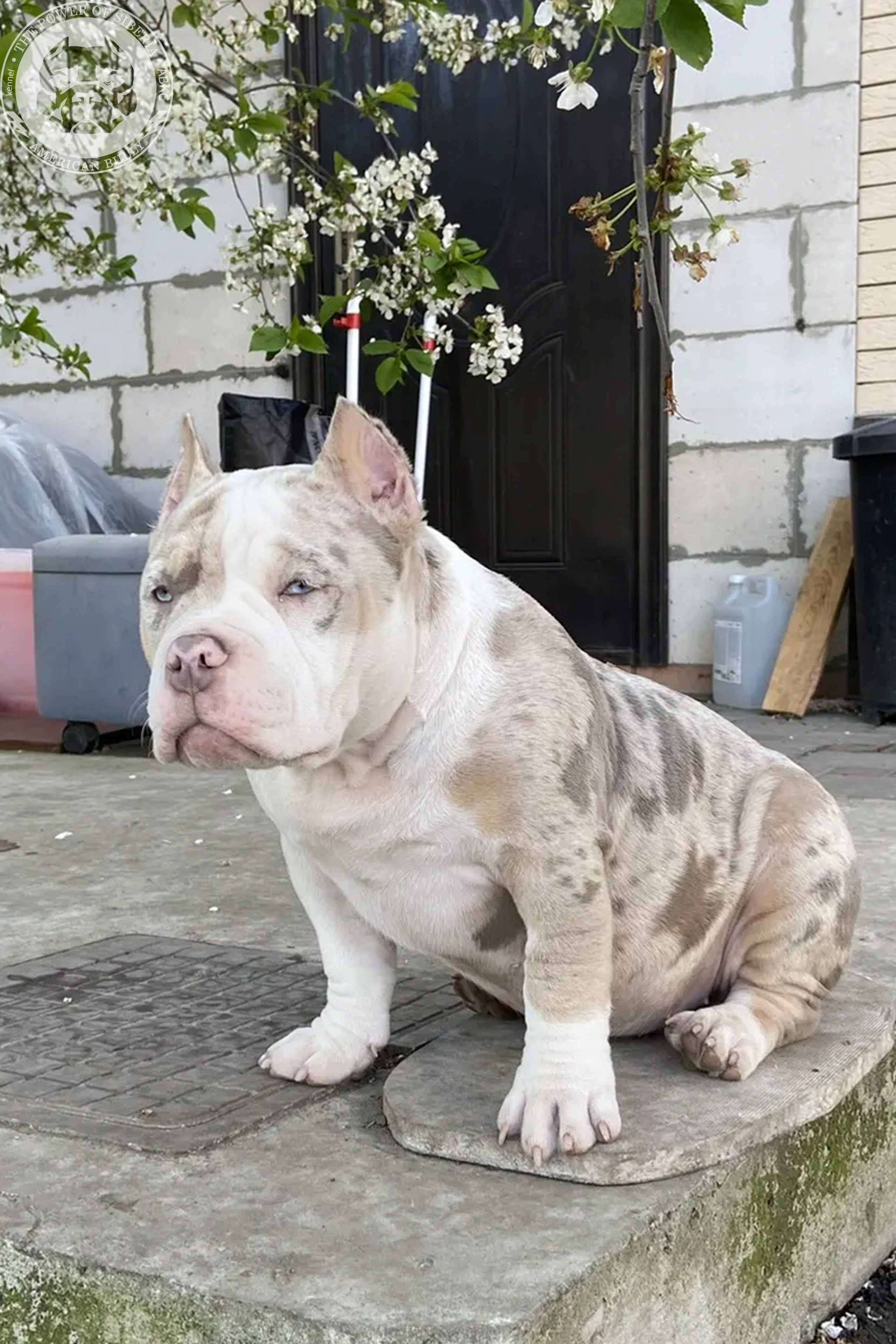 Свободные щенки Американский Булли, в типах покет, классик, стандарт. Американский Булли в г. Ростов-на-Дону. Питомник THE POWER OF SIBERIA