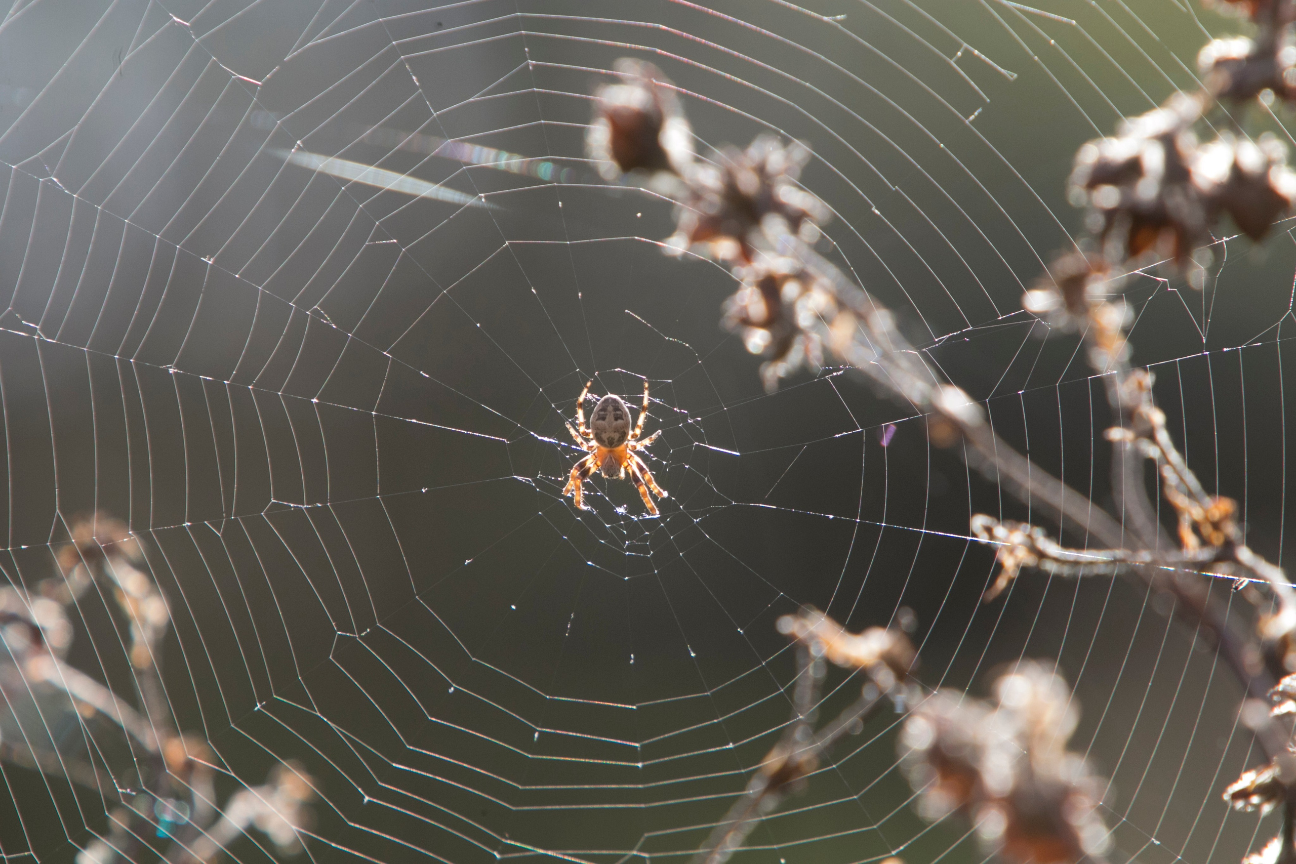 Макро. Фотограф Лагутин Анатолий