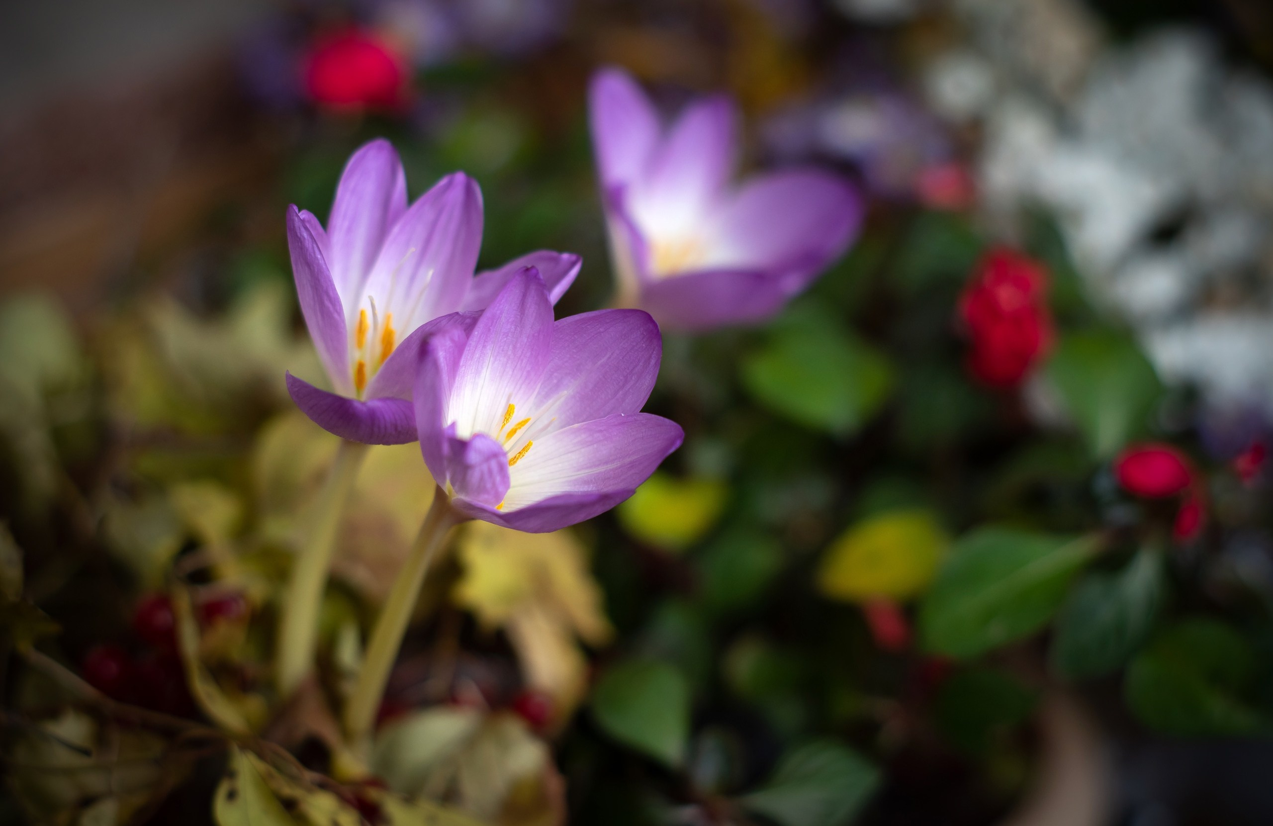 ФЕСС-ФОТО/ВИДЕО