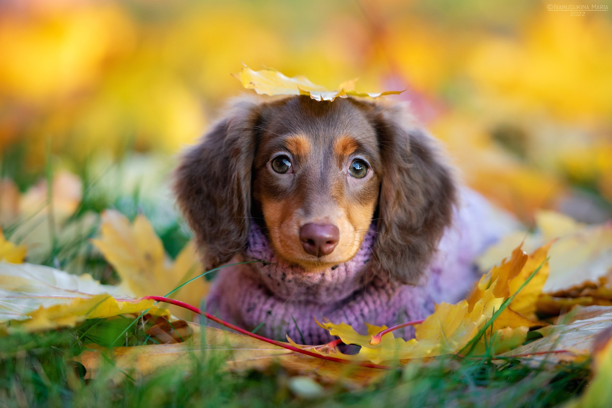 Фотосессия щенков на продажу. Фотограф собак в Москве и Московской области Иванушкина Мария