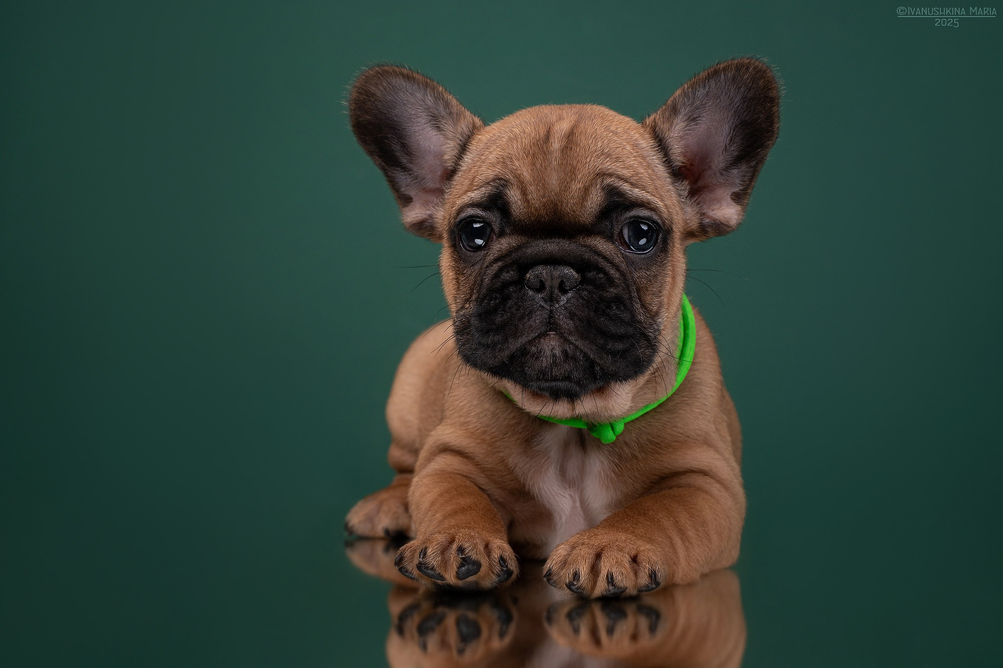 Фотосессия щенков на фонах. Фотограф собак в Москве и Московской области Иванушкина Мария