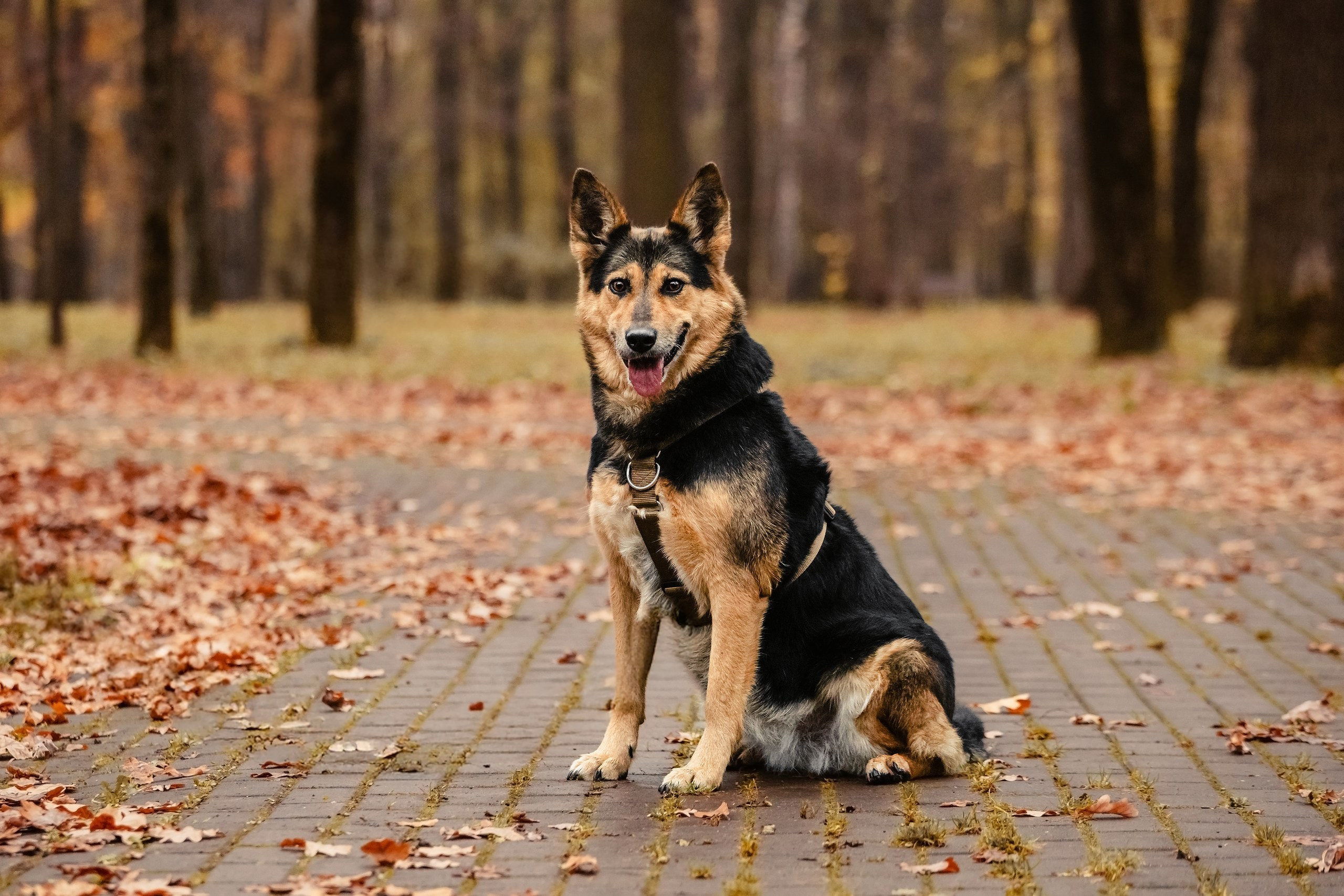 Собаки из приюта Дубовая роща осень 2025. Фотограф-анималист Татьяна Степанова