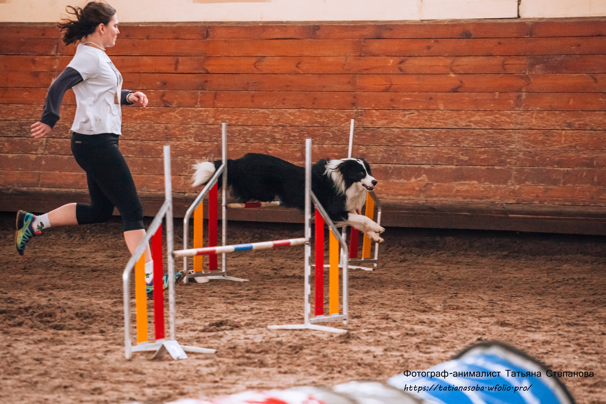 Соревнования по Аджилити 25.02.2024. Фотограф-анималист Татьяна Степанова