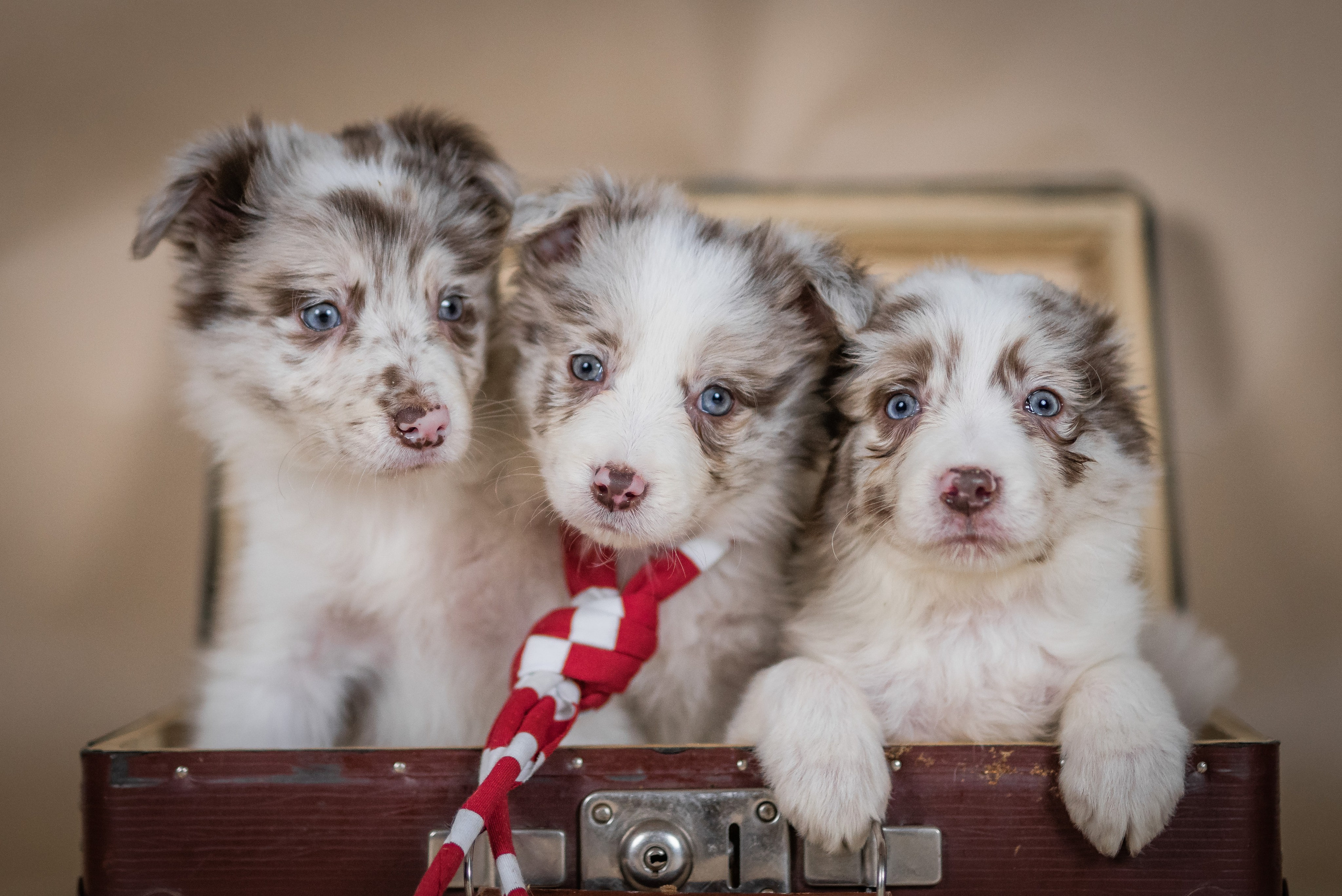 Фритсвит. Семейный фотограф Ефремова Виктория