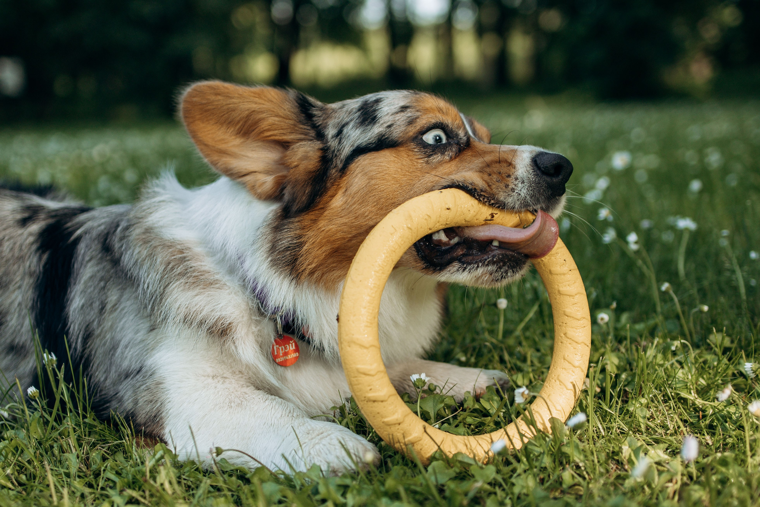 Евгения и Грей