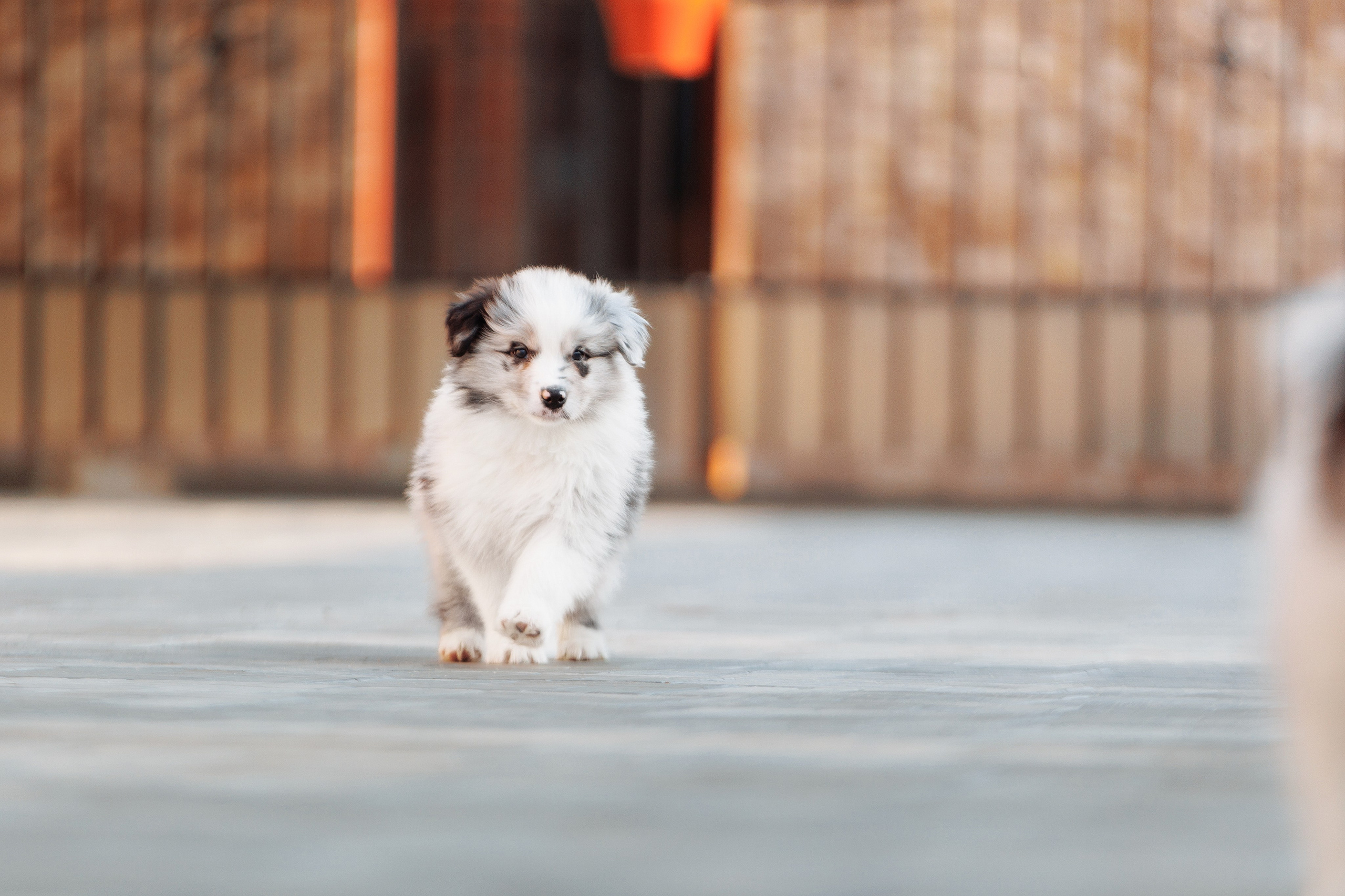 Пушистое. О нас