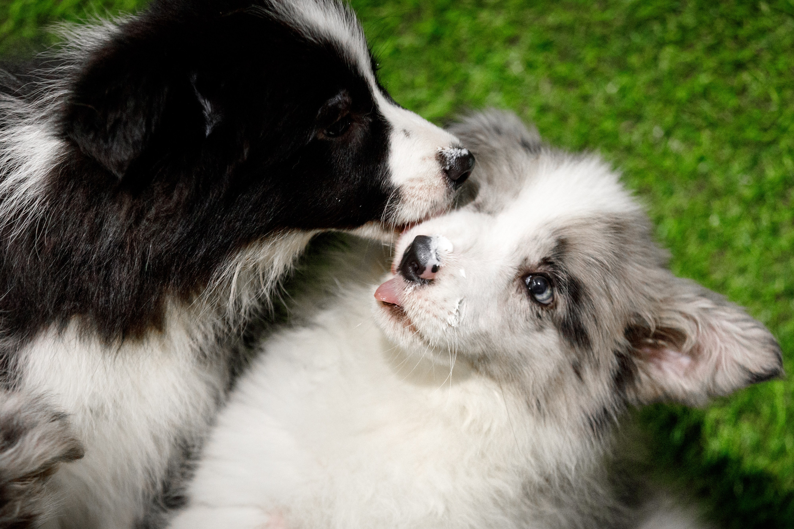 Болтовня в саду. О нас