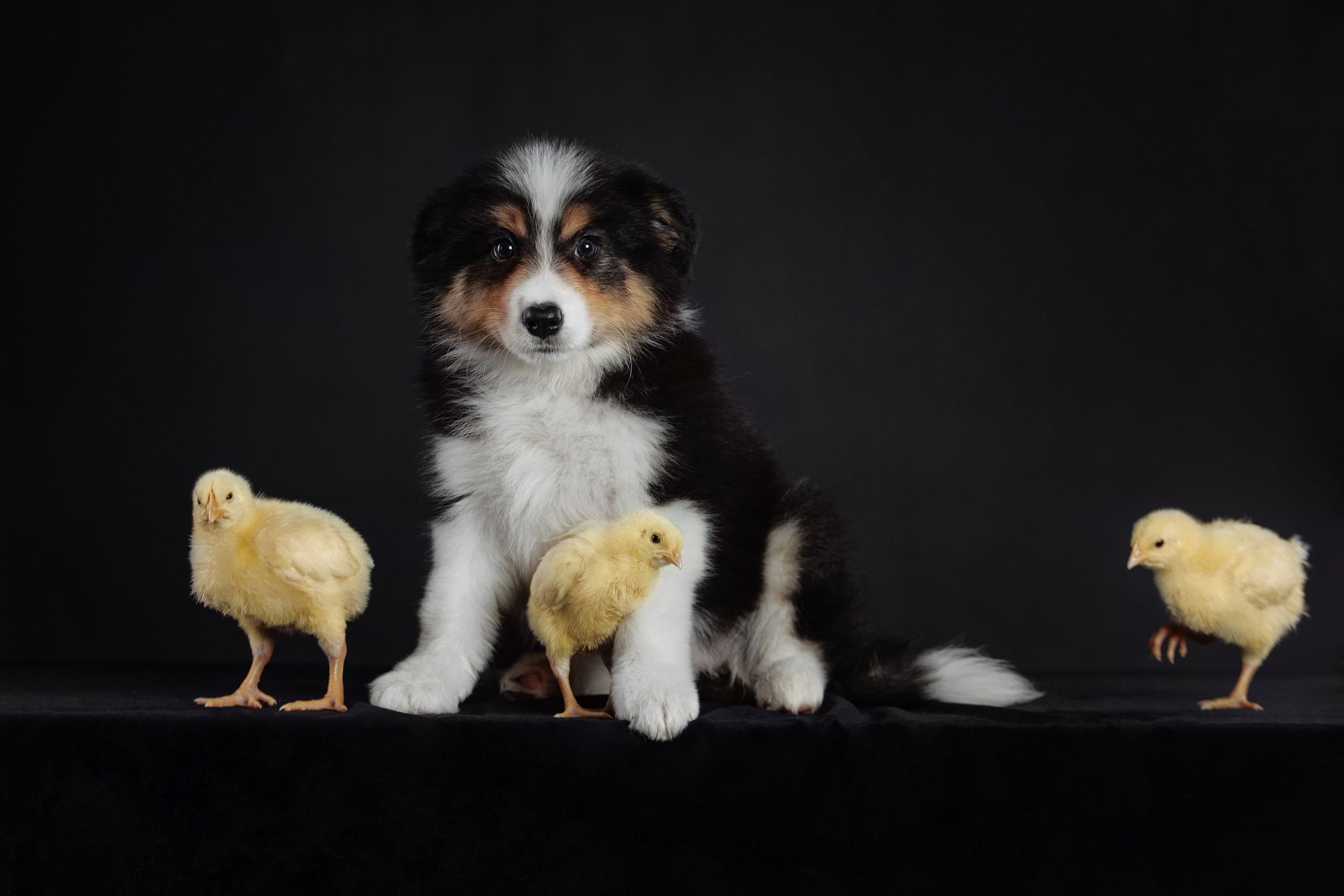 С цыпами. О нас