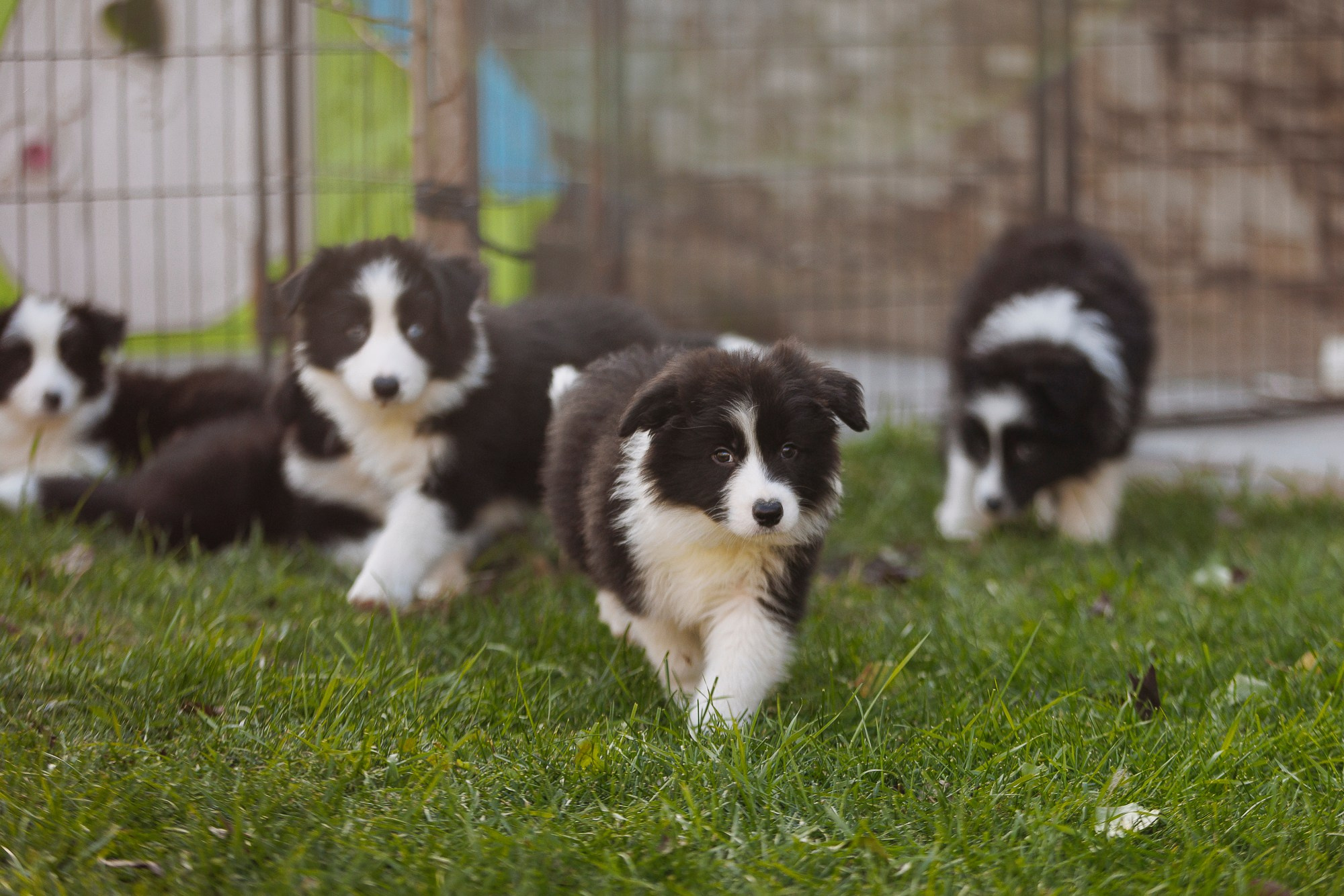 У дома с большой компанией от мала до велика. О нас