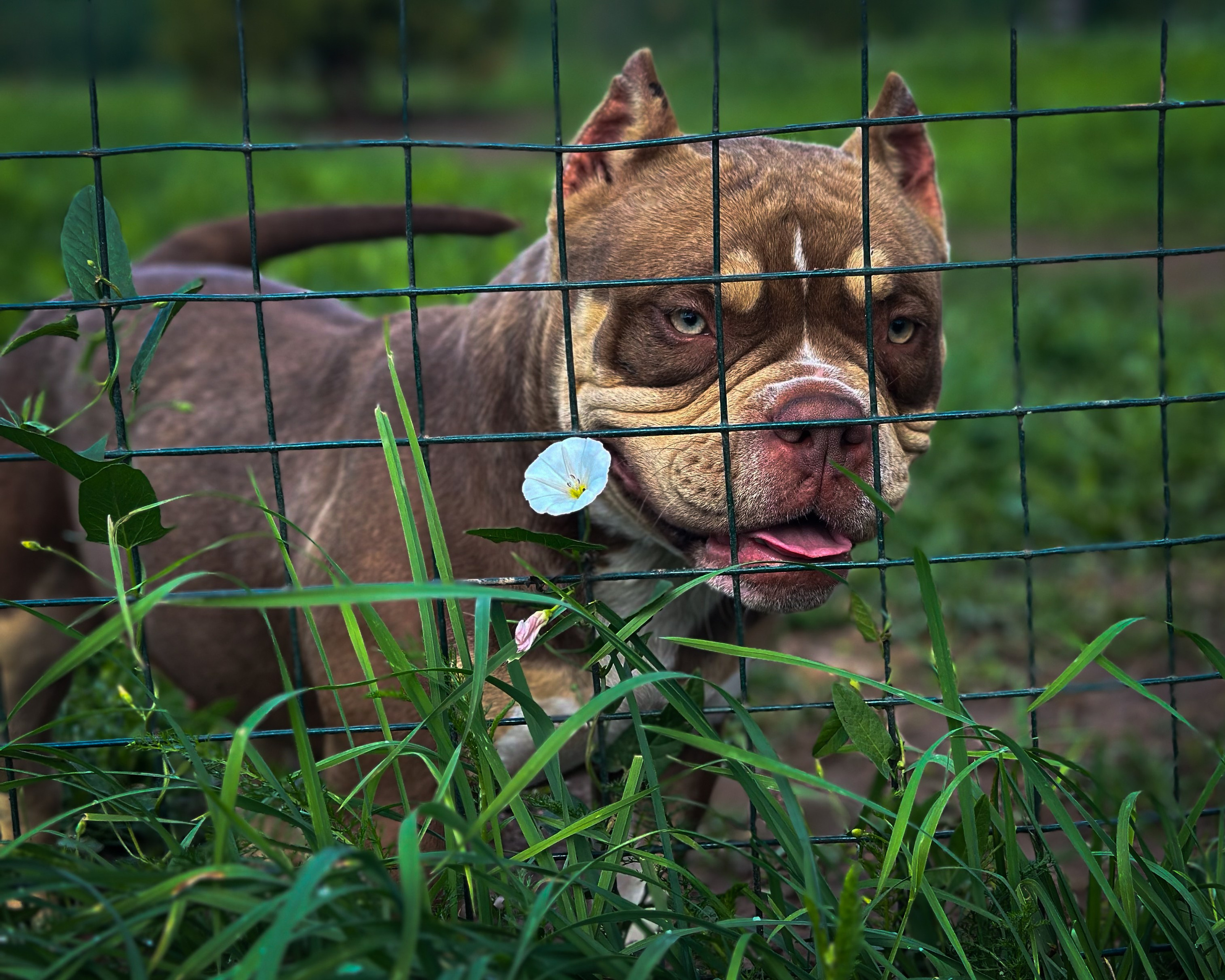 Ultimate Bully Tinky-Winky. Питомник американских булли Bounty Pride Bully