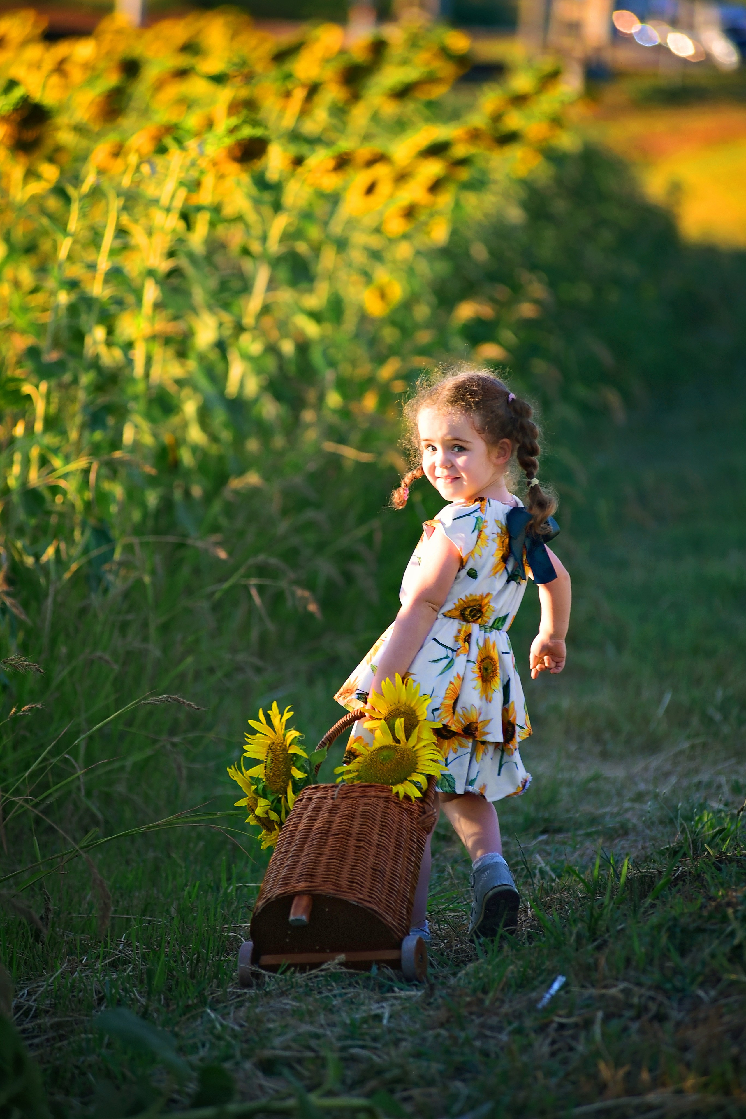 Подсолнухи. Главная