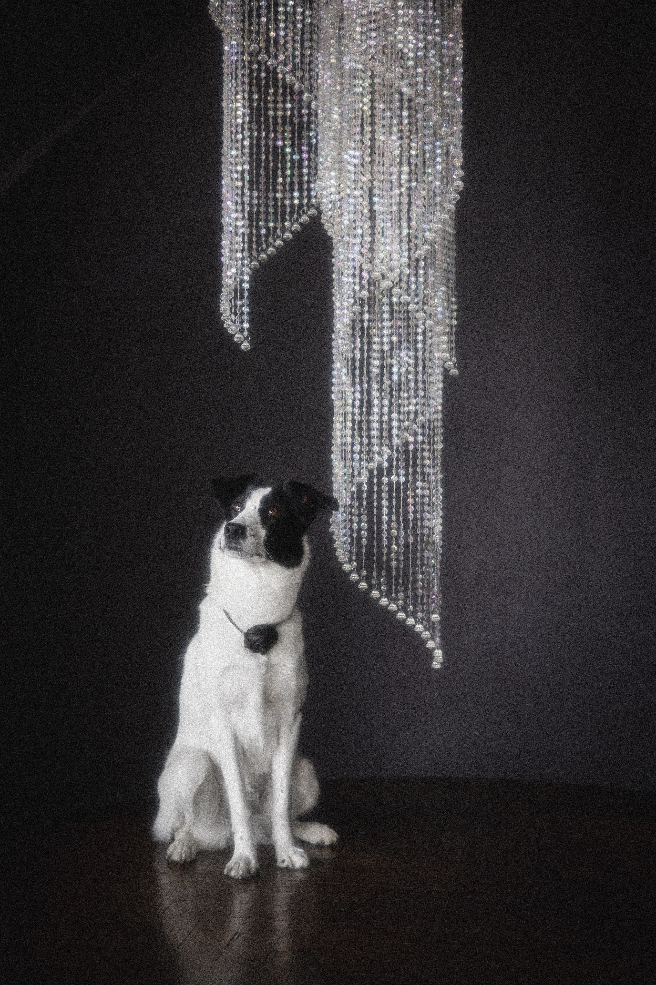 Портфолио. Фотограф-анималист в Екатеринбурге Марина Шишкина