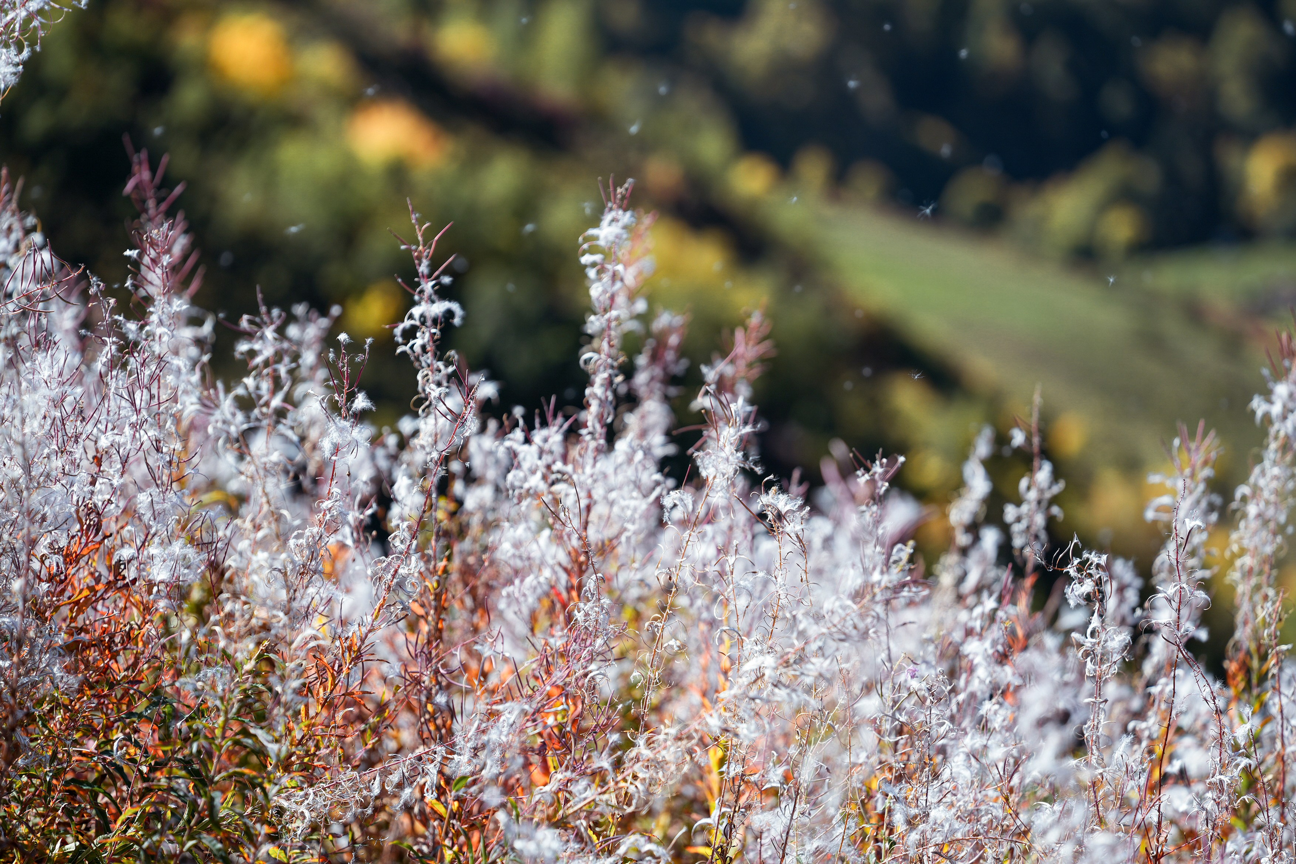 Ыаывы. Репортажный фотограф в Красной Поляне и Сочи Павлюченко Екатерина