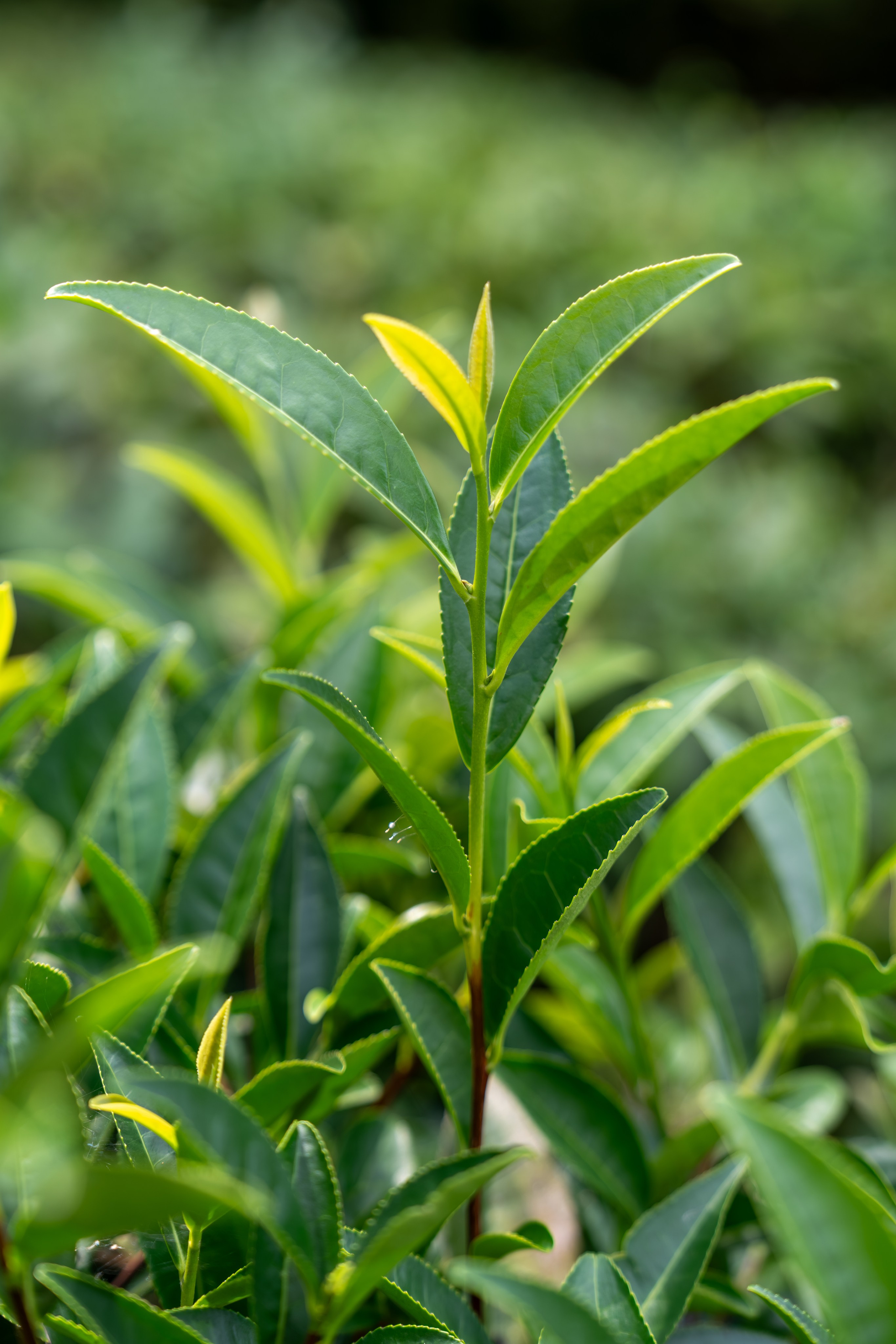Яндекс.Еда — Сочинский чай. Репортажный фотограф в Красной Поляне и Сочи Павлюченко Екатерина