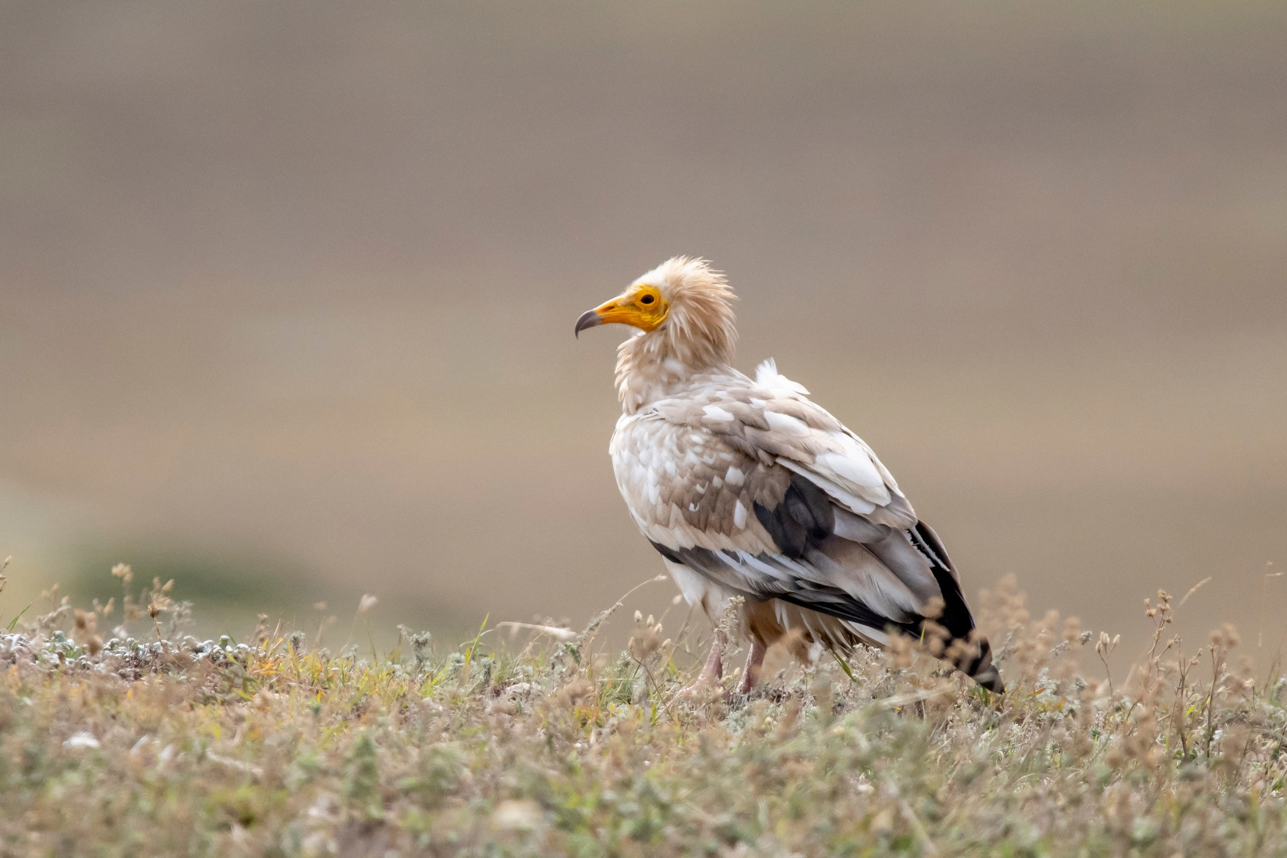 Природа Дагестана, сентябрь 2024. Foto-Zuev фотография как искусство