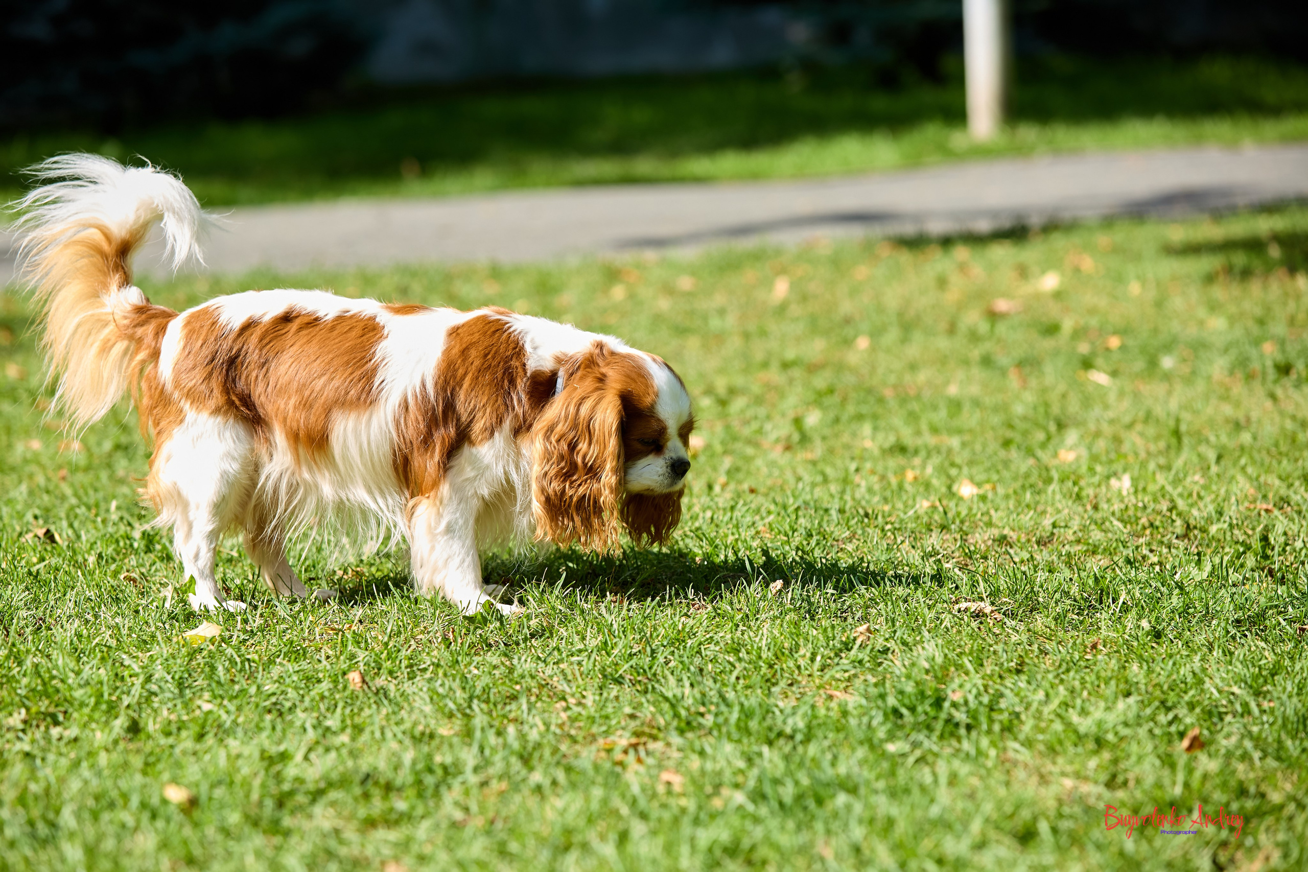 Фотопрогулка с кавалерами. Buyvolenko Andrey