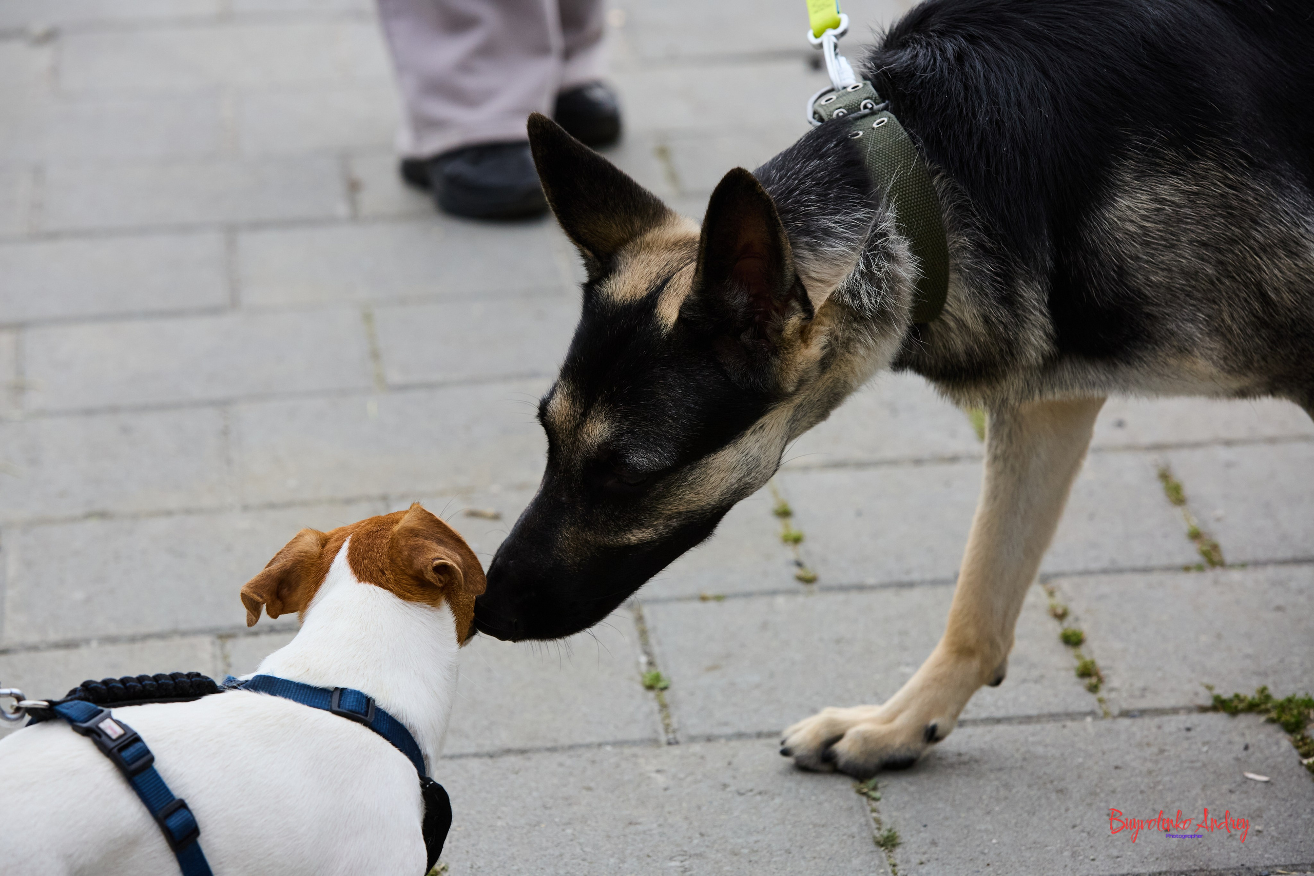 Проект фотопрогулка с хвостиком. Buyvolenko Andrey